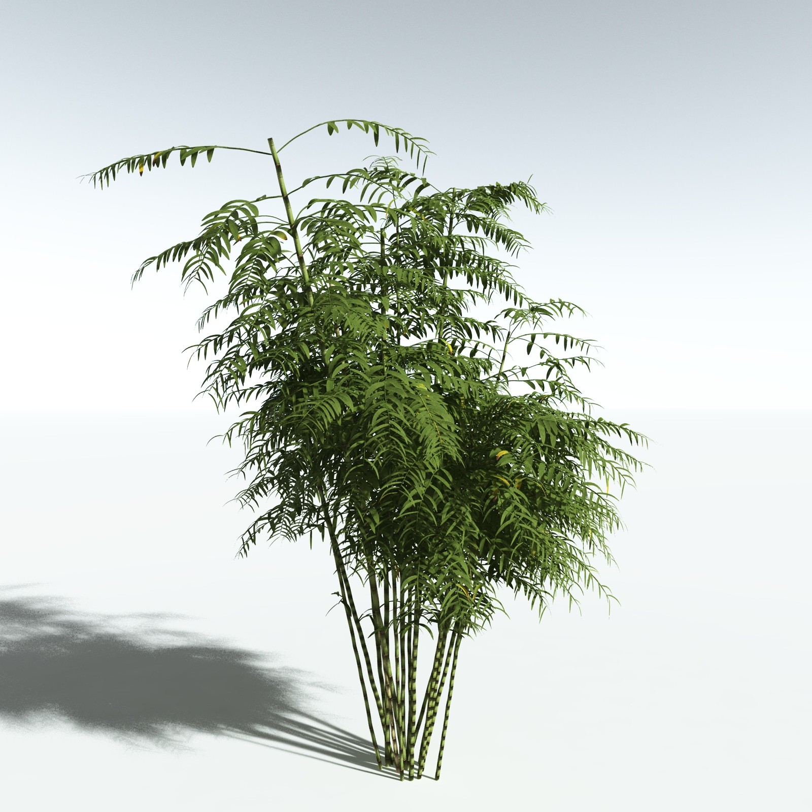 EVERYPlant Bengal Bamboo for Vue by N/A