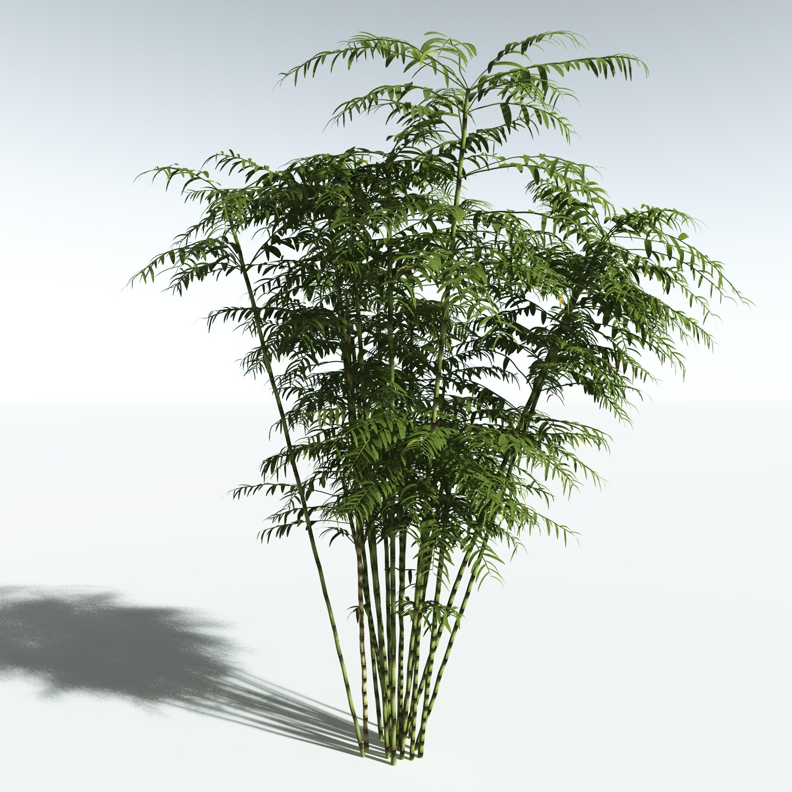 EVERYPlant Bengal Bamboo for Vue by N/A