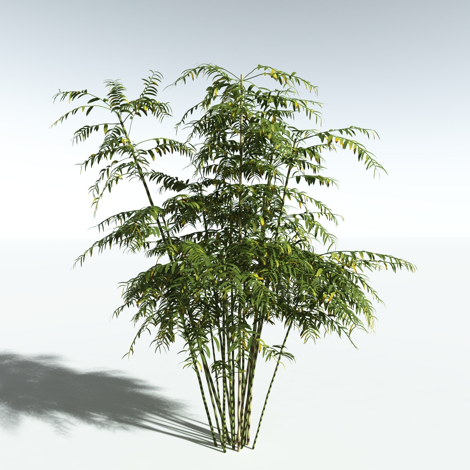 EVERYPlant Bengal Bamboo for Vue by N/A