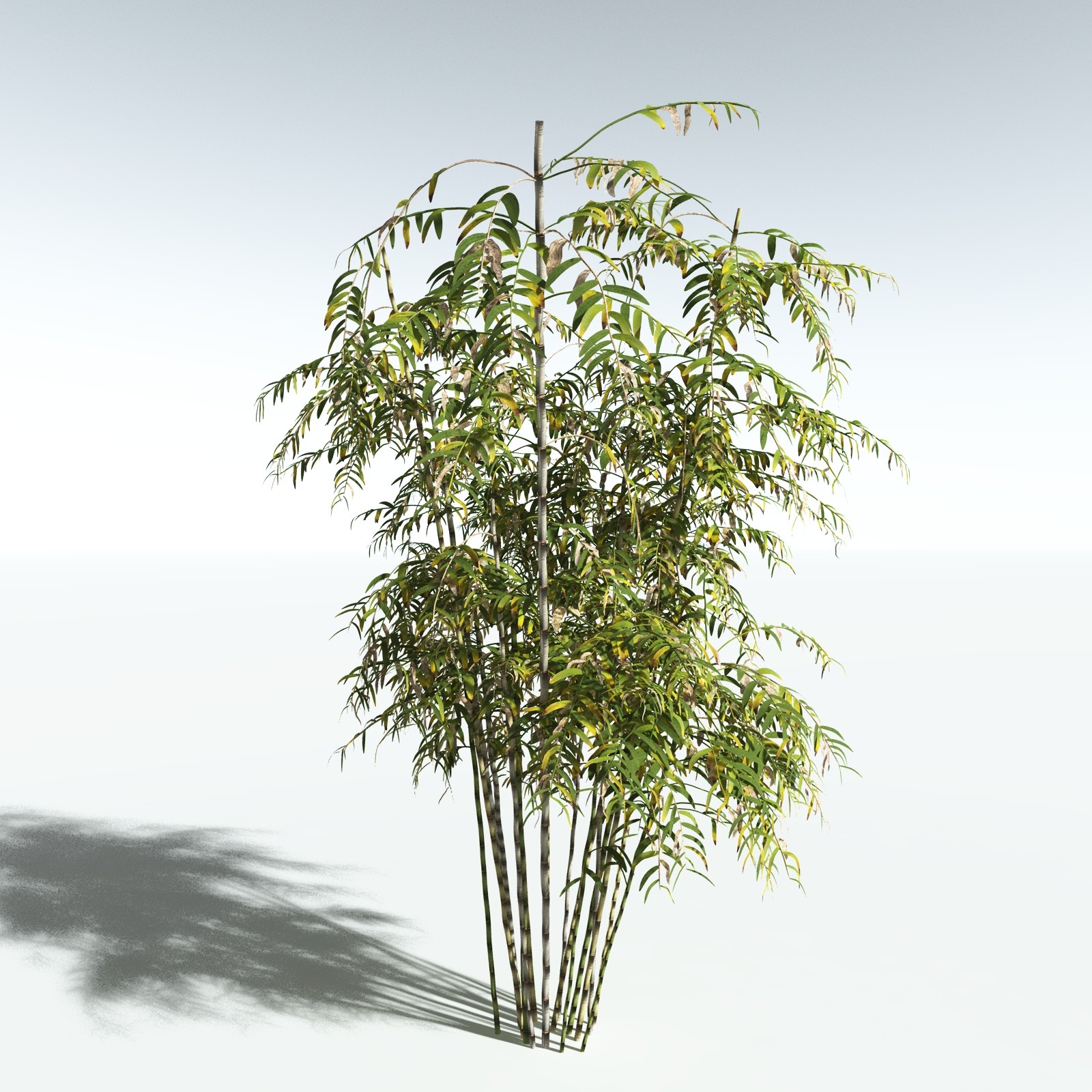 EVERYPlant Bengal Bamboo for Vue by N/A