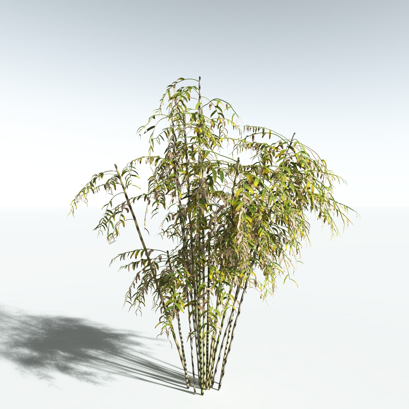 EVERYPlant Bengal Bamboo for Vue by N/A