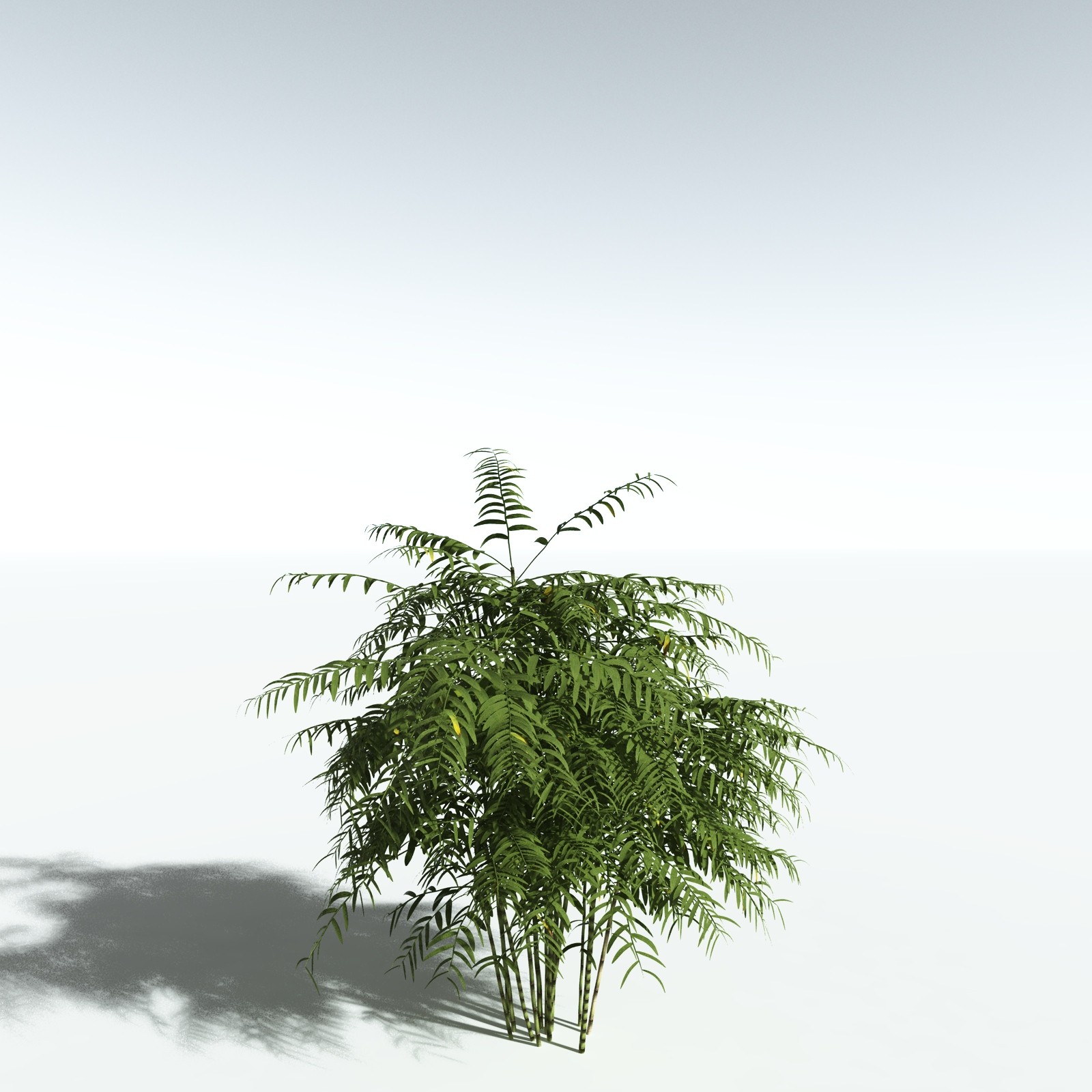 EVERYPlant Bengal Bamboo for Vue by N/A