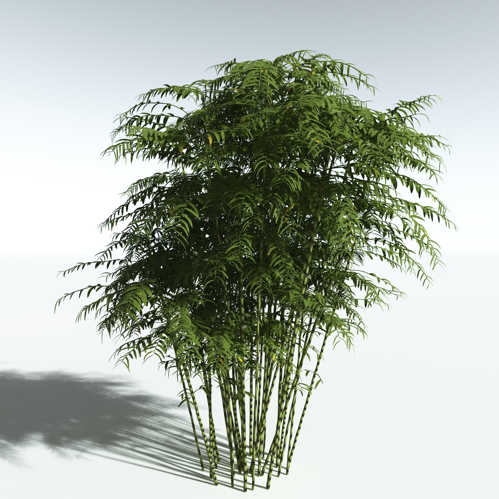 EVERYPlant Bengal Bamboo for Vue by N/A