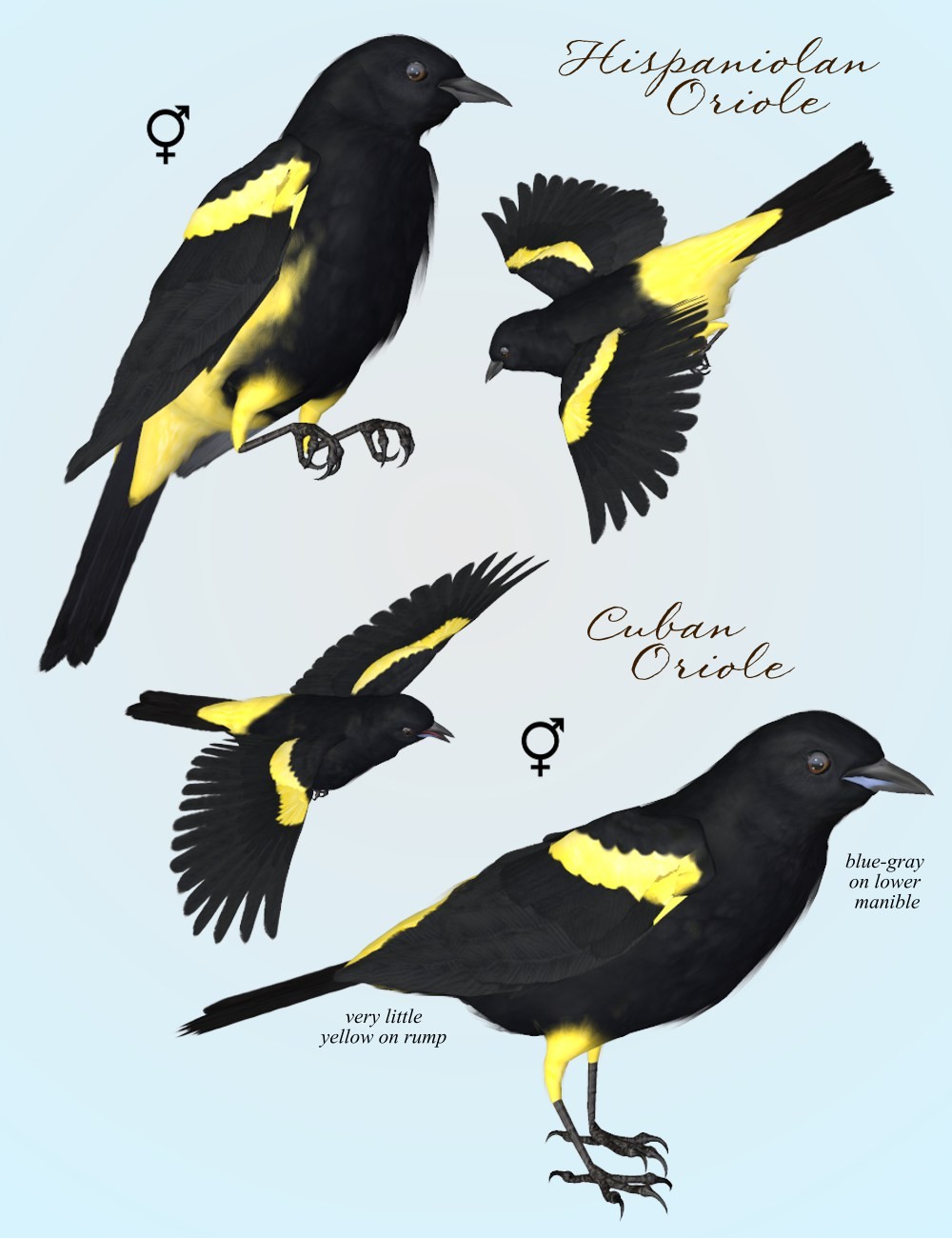 Songbird ReMix Orioles of the New World by N/A