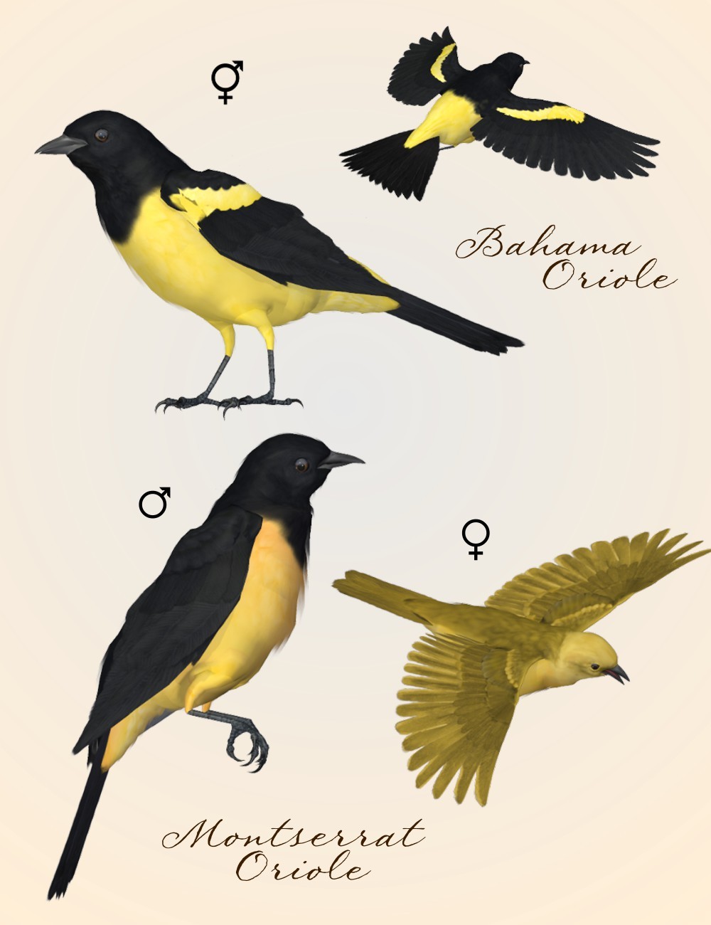 Songbird ReMix Orioles of the New World by N/A