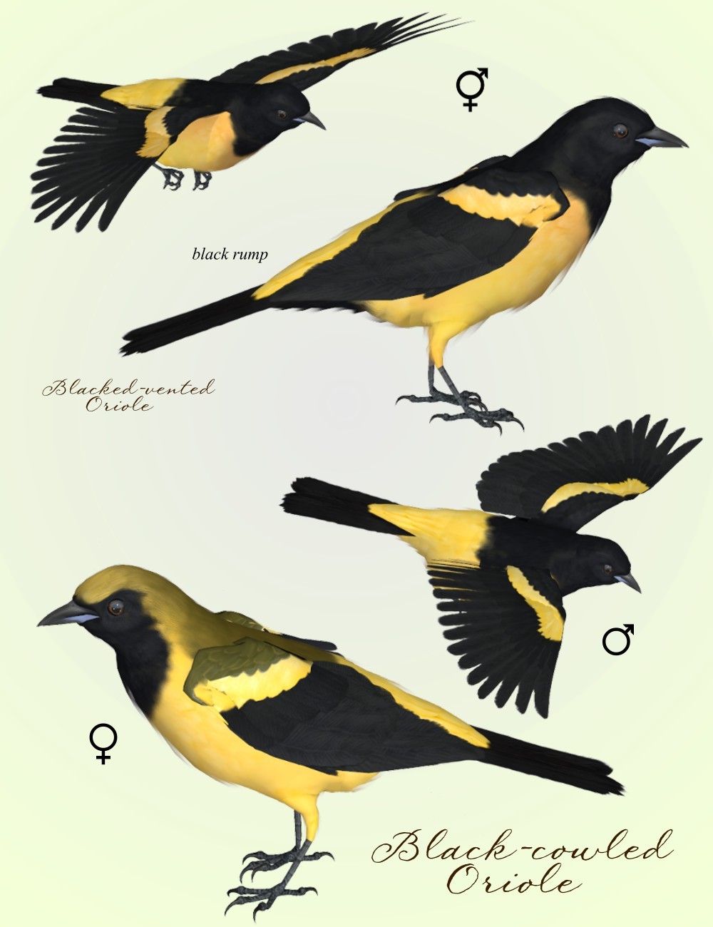 Songbird ReMix Orioles of the New World by N/A