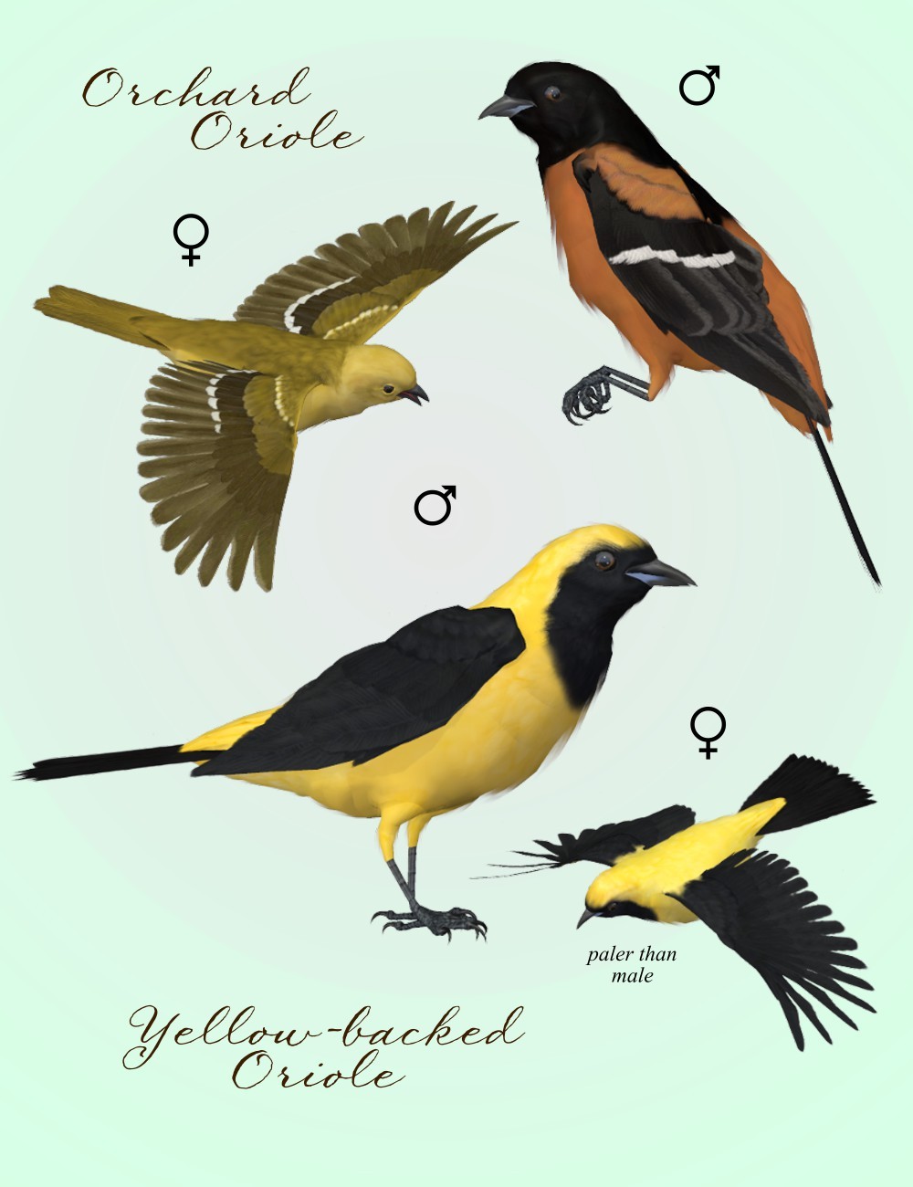 Songbird ReMix Orioles of the New World by N/A