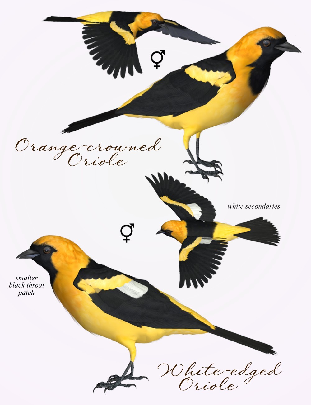Songbird ReMix Orioles of the New World by N/A