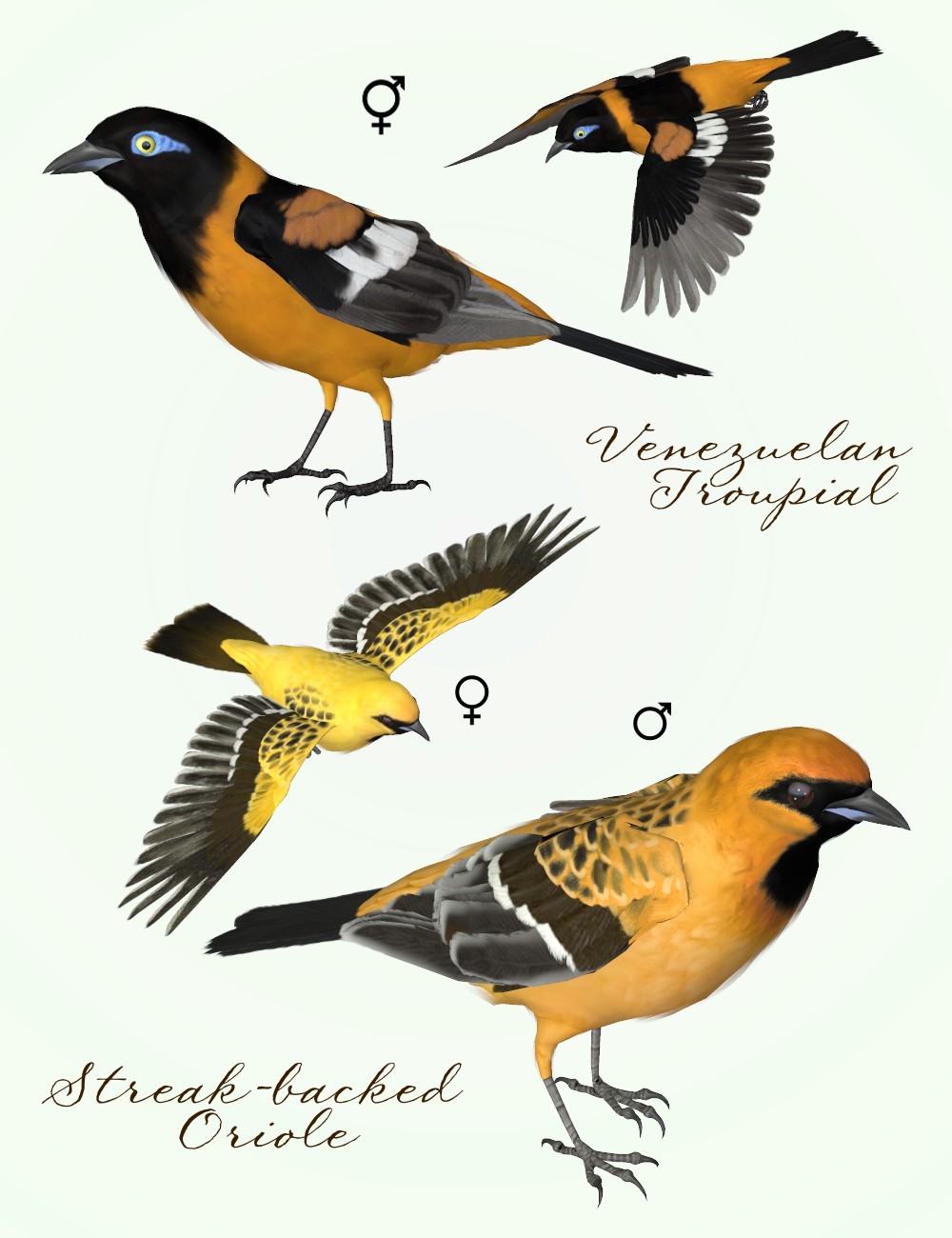 Songbird ReMix Orioles of the New World by N/A