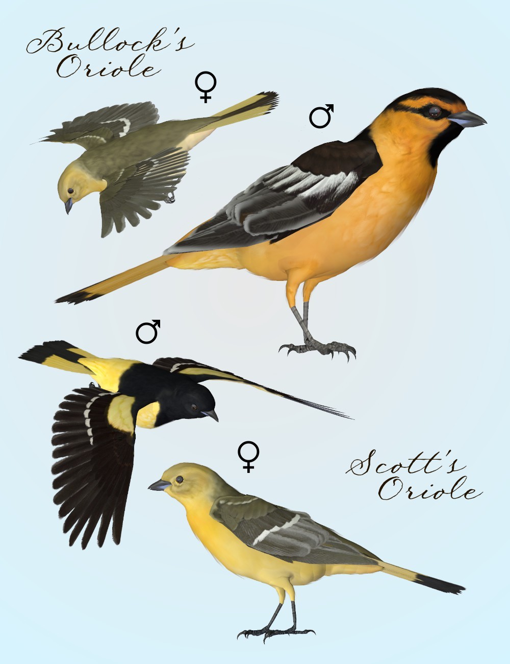Songbird ReMix Orioles of the New World by N/A