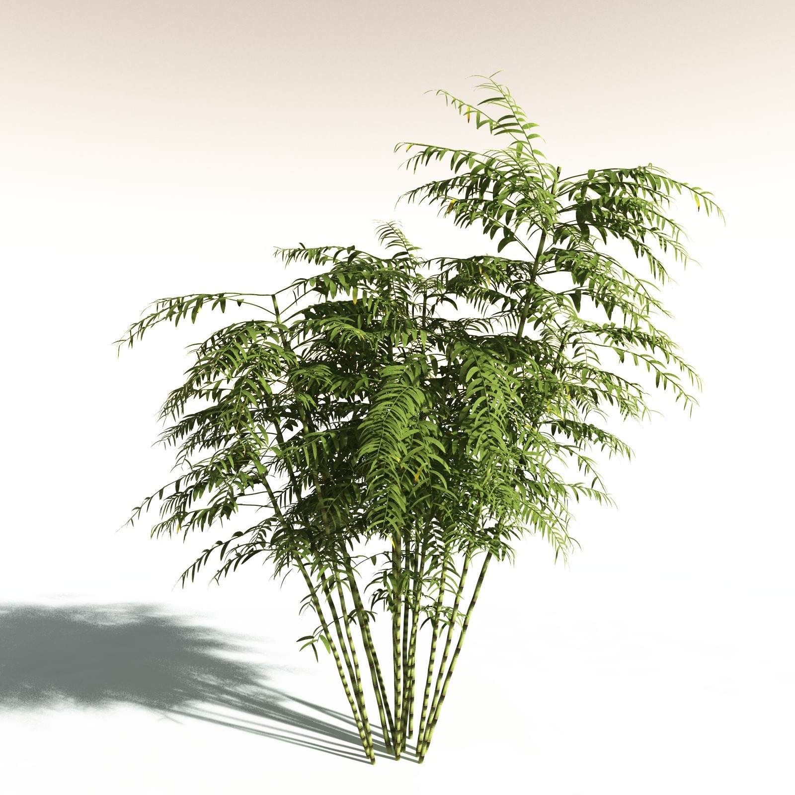 EVERYPlant Bengal Bamboo for Daz by N/A
