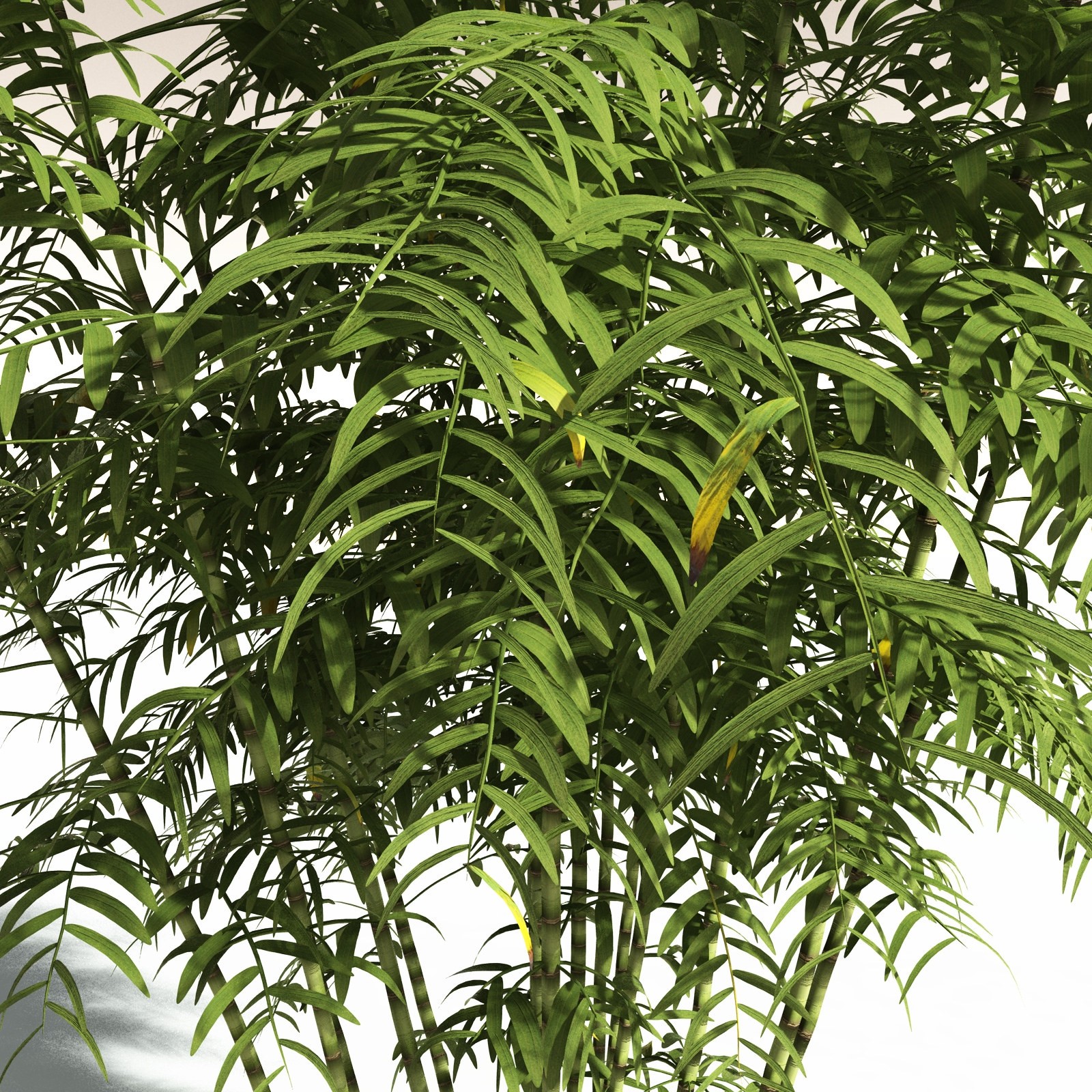 EVERYPlant Bengal Bamboo for Daz by N/A