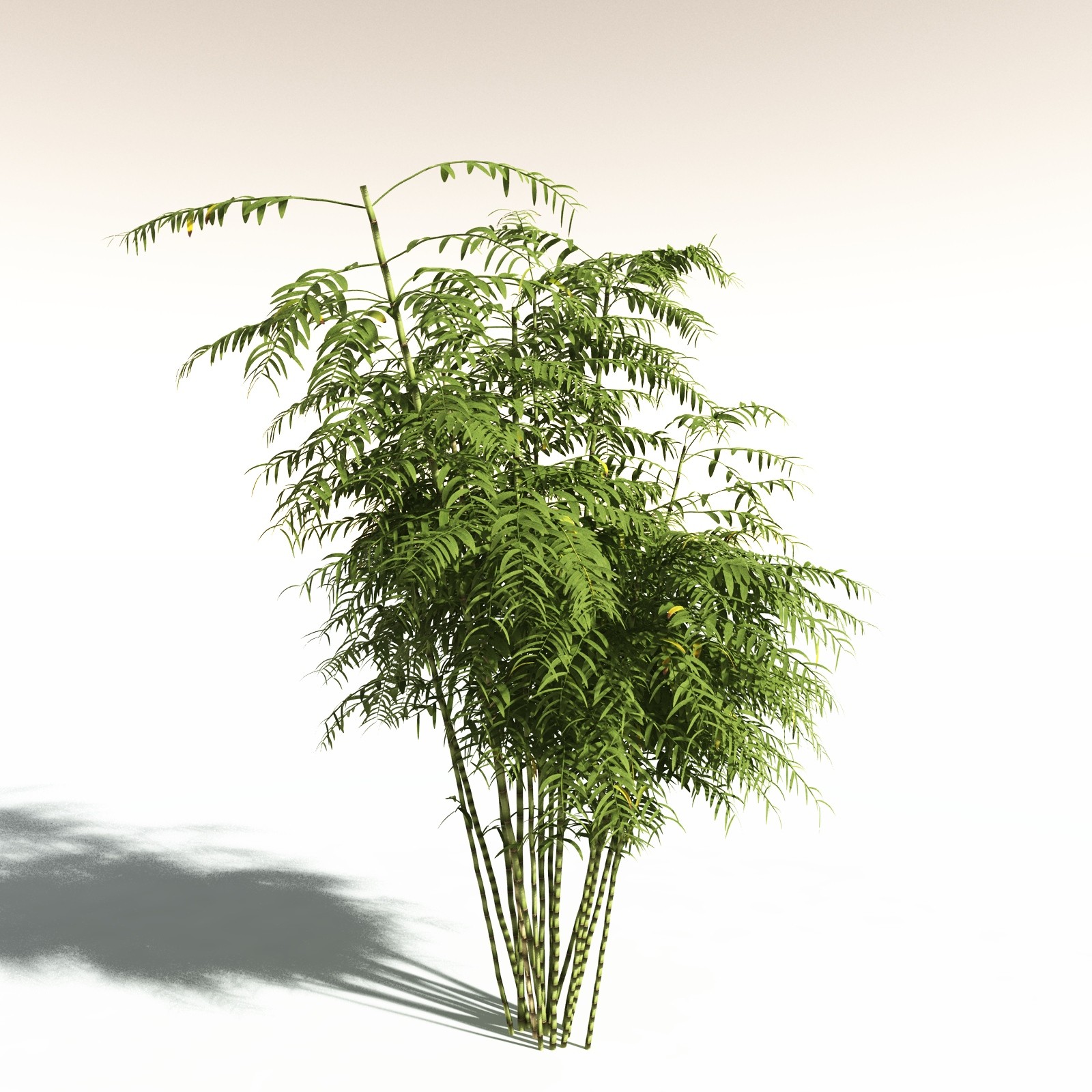 EVERYPlant Bengal Bamboo for Daz by N/A