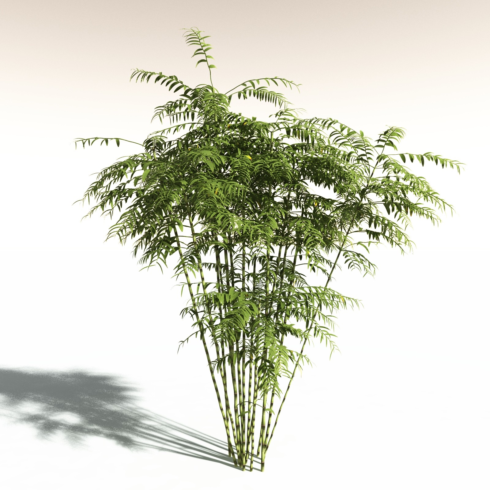 EVERYPlant Bengal Bamboo for Daz by N/A
