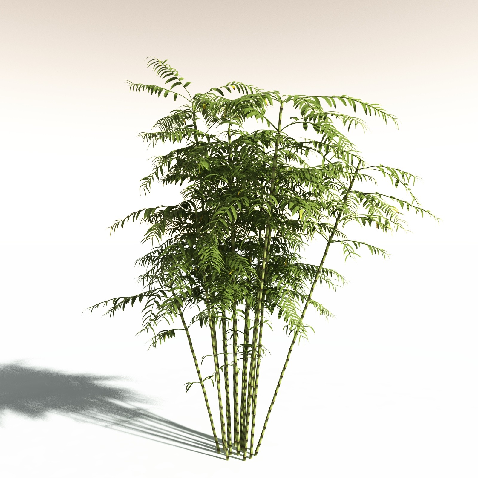 EVERYPlant Bengal Bamboo for Daz by N/A