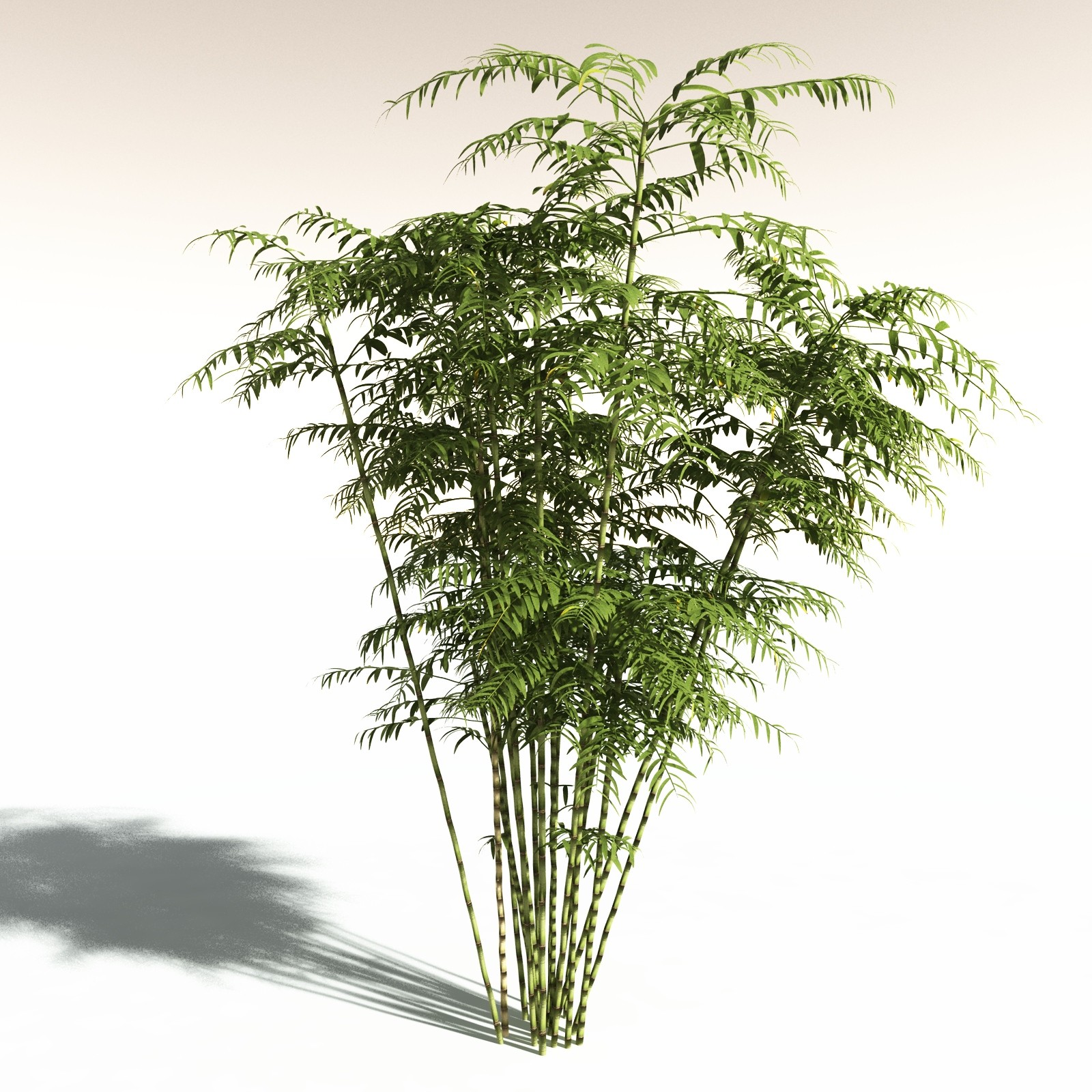 EVERYPlant Bengal Bamboo for Daz by N/A