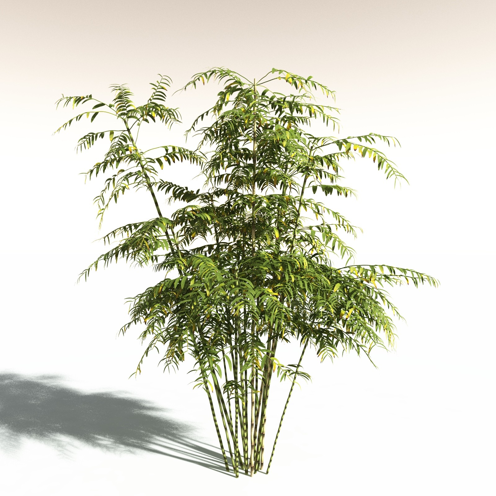 EVERYPlant Bengal Bamboo for Daz by N/A
