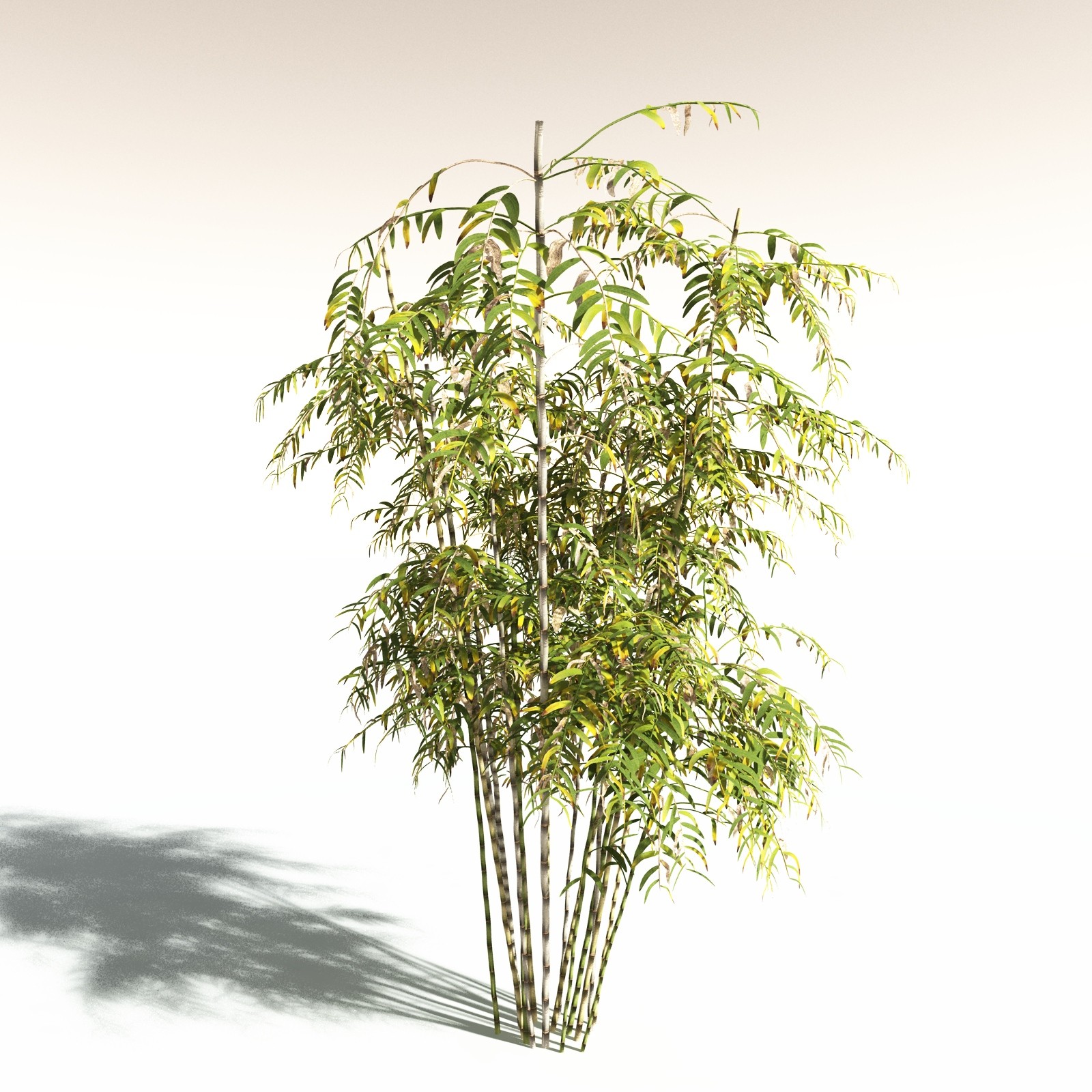 EVERYPlant Bengal Bamboo for Daz by N/A