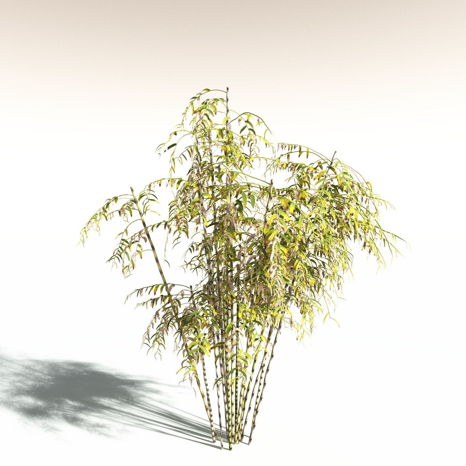 EVERYPlant Bengal Bamboo for Daz by N/A
