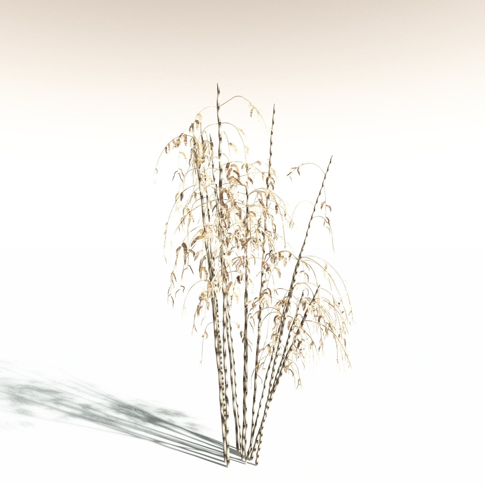 EVERYPlant Bengal Bamboo for Daz by N/A