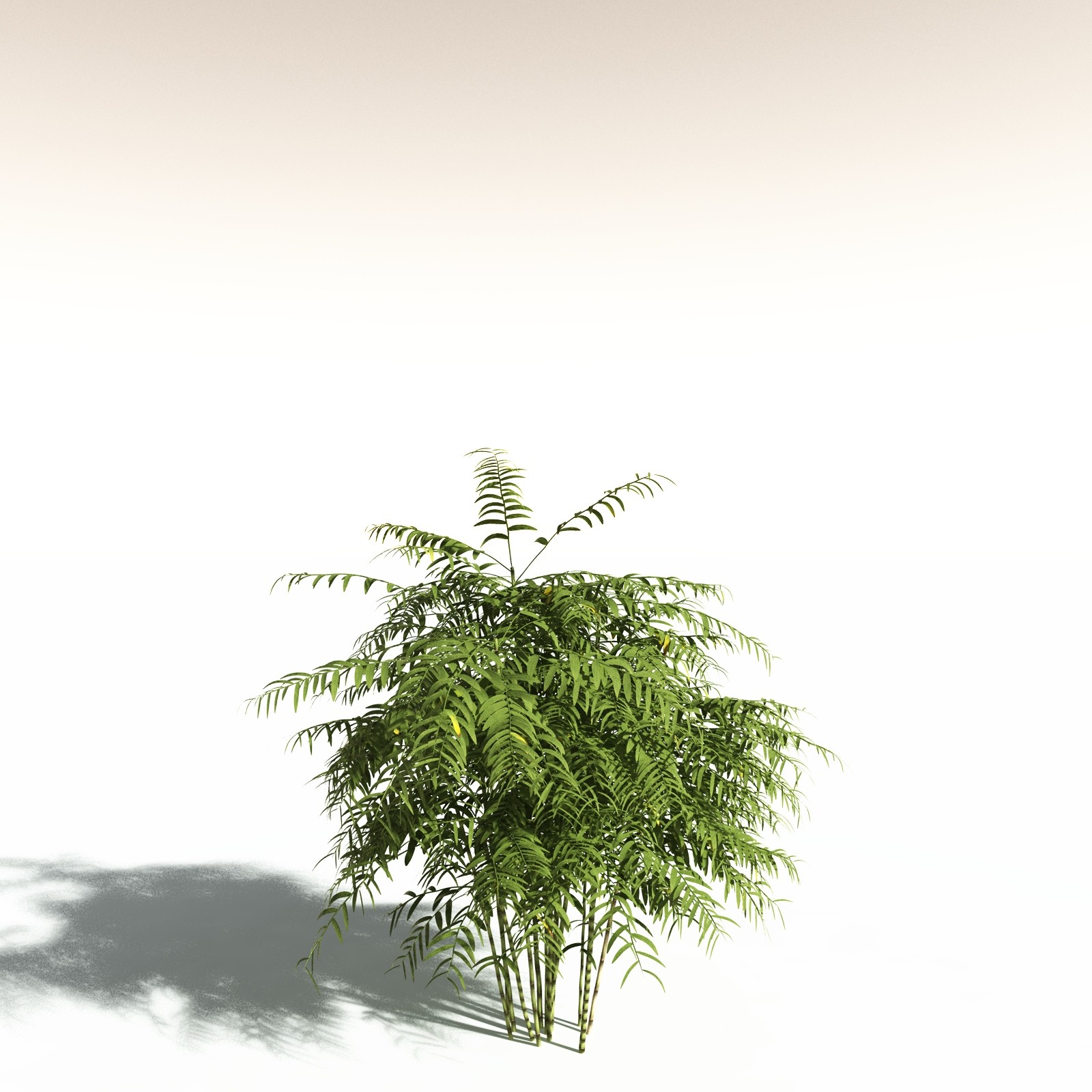EVERYPlant Bengal Bamboo for Daz by N/A