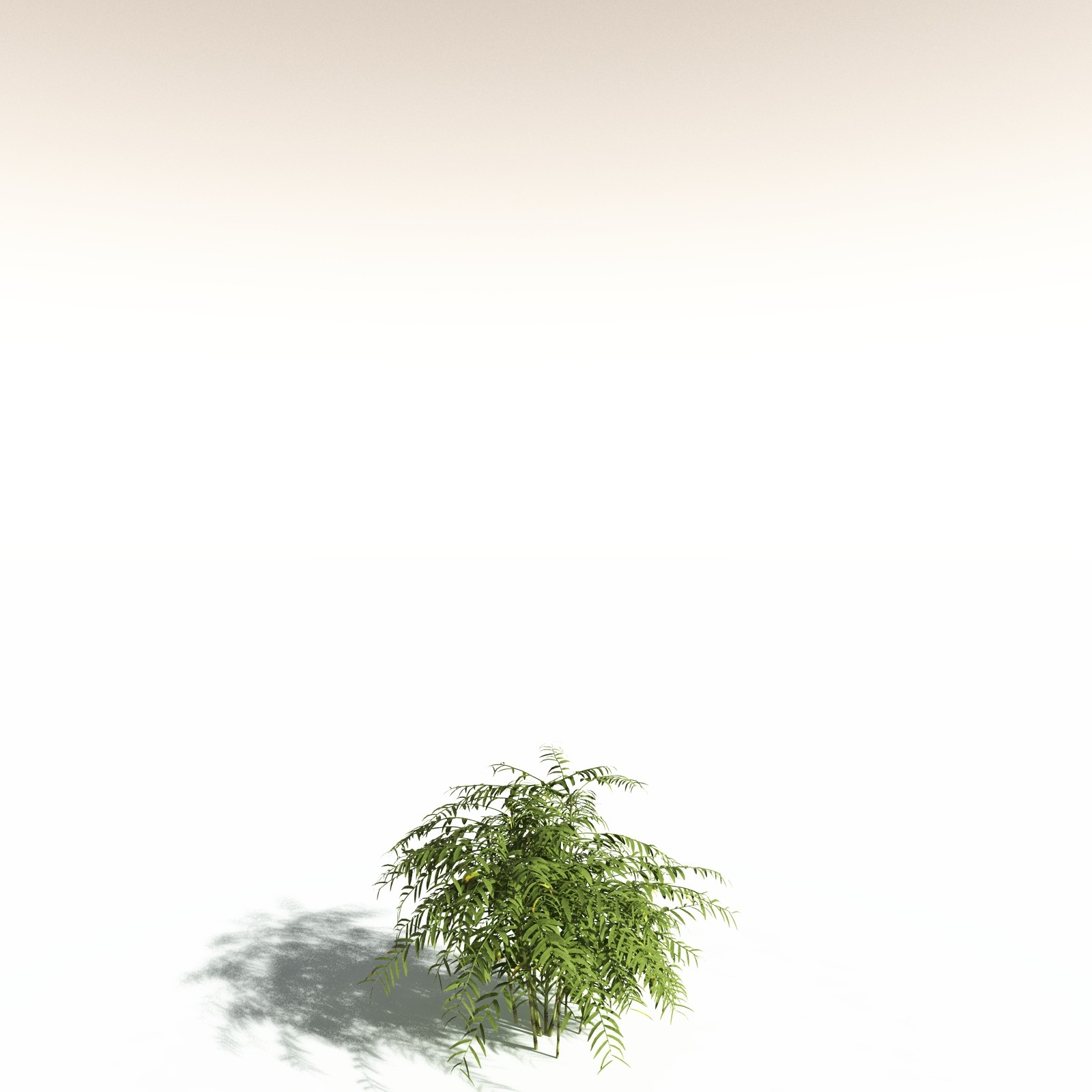EVERYPlant Bengal Bamboo for Daz by N/A