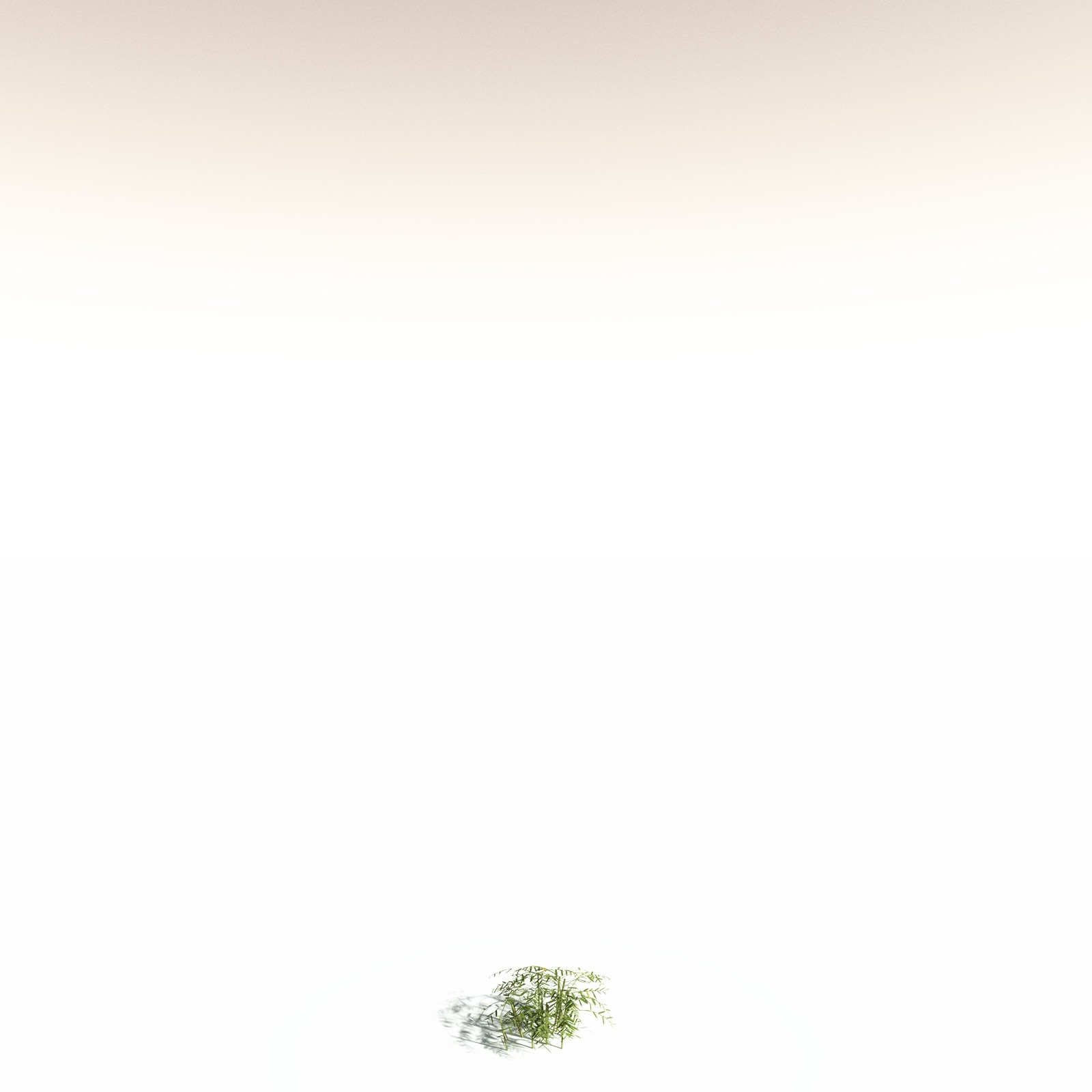 EVERYPlant Bengal Bamboo for Daz by N/A
