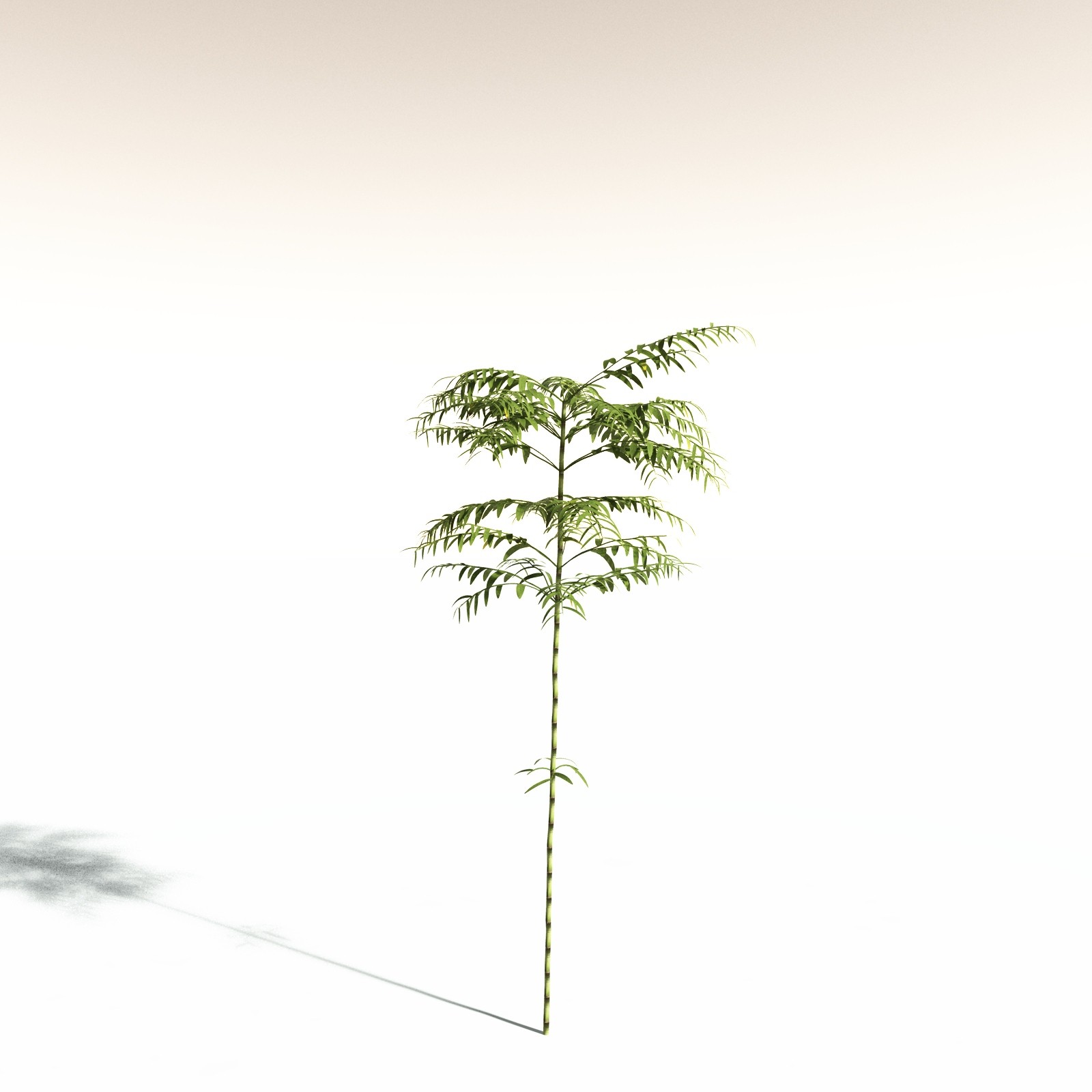 EVERYPlant Bengal Bamboo for Daz by N/A