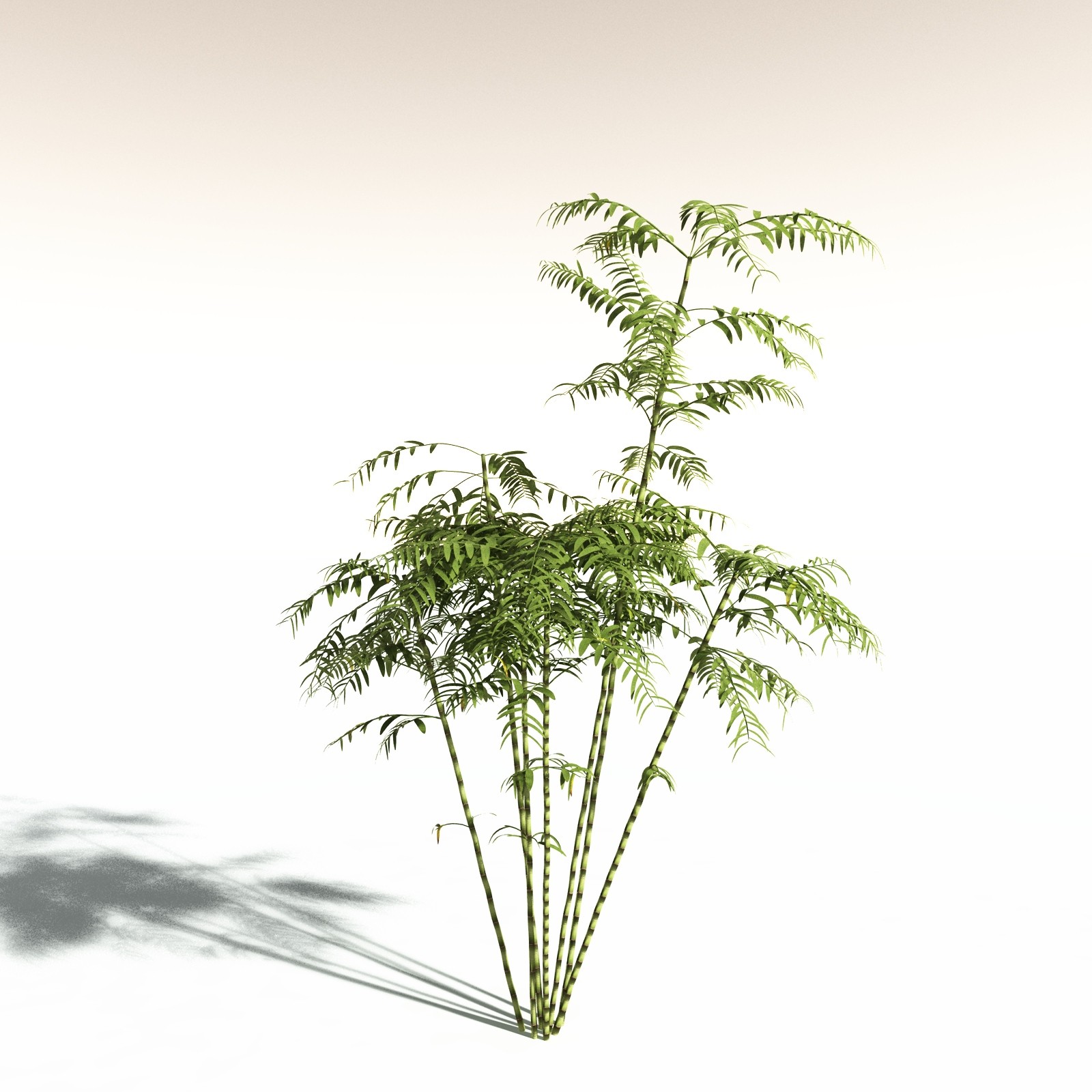 EVERYPlant Bengal Bamboo for Daz by N/A