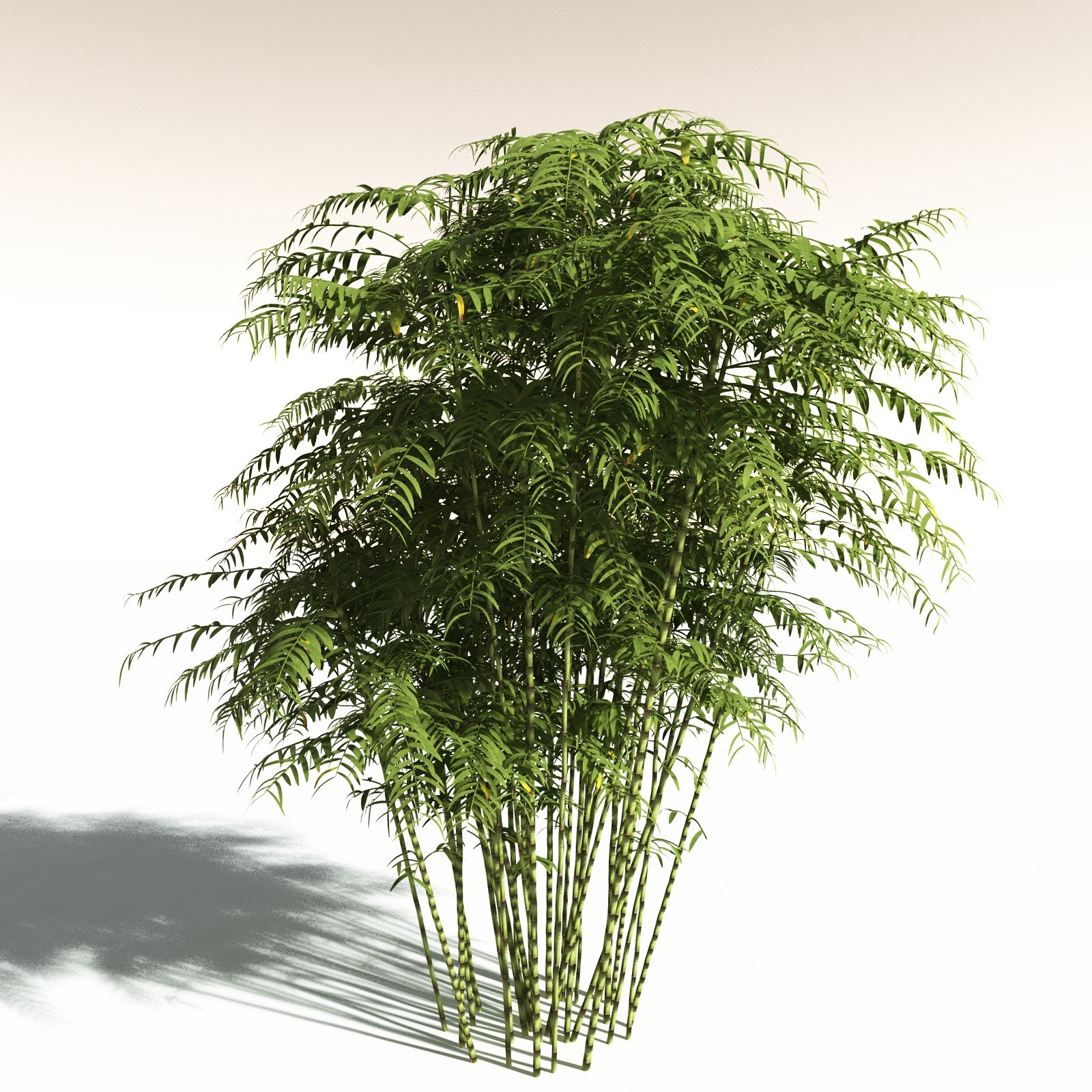 EVERYPlant Bengal Bamboo for Daz by N/A