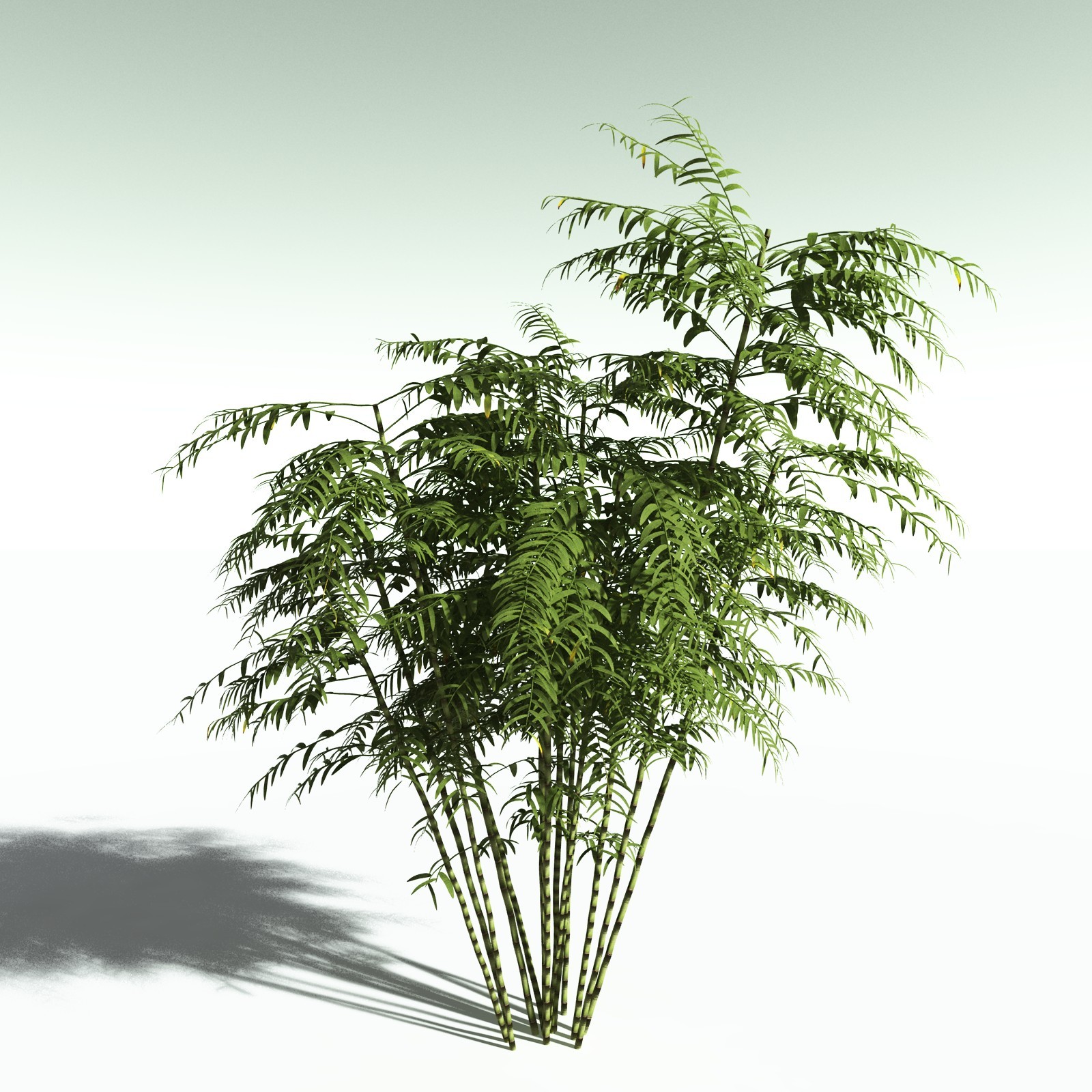 EVERYPlant Bengal Bamboo for Poser by N/A