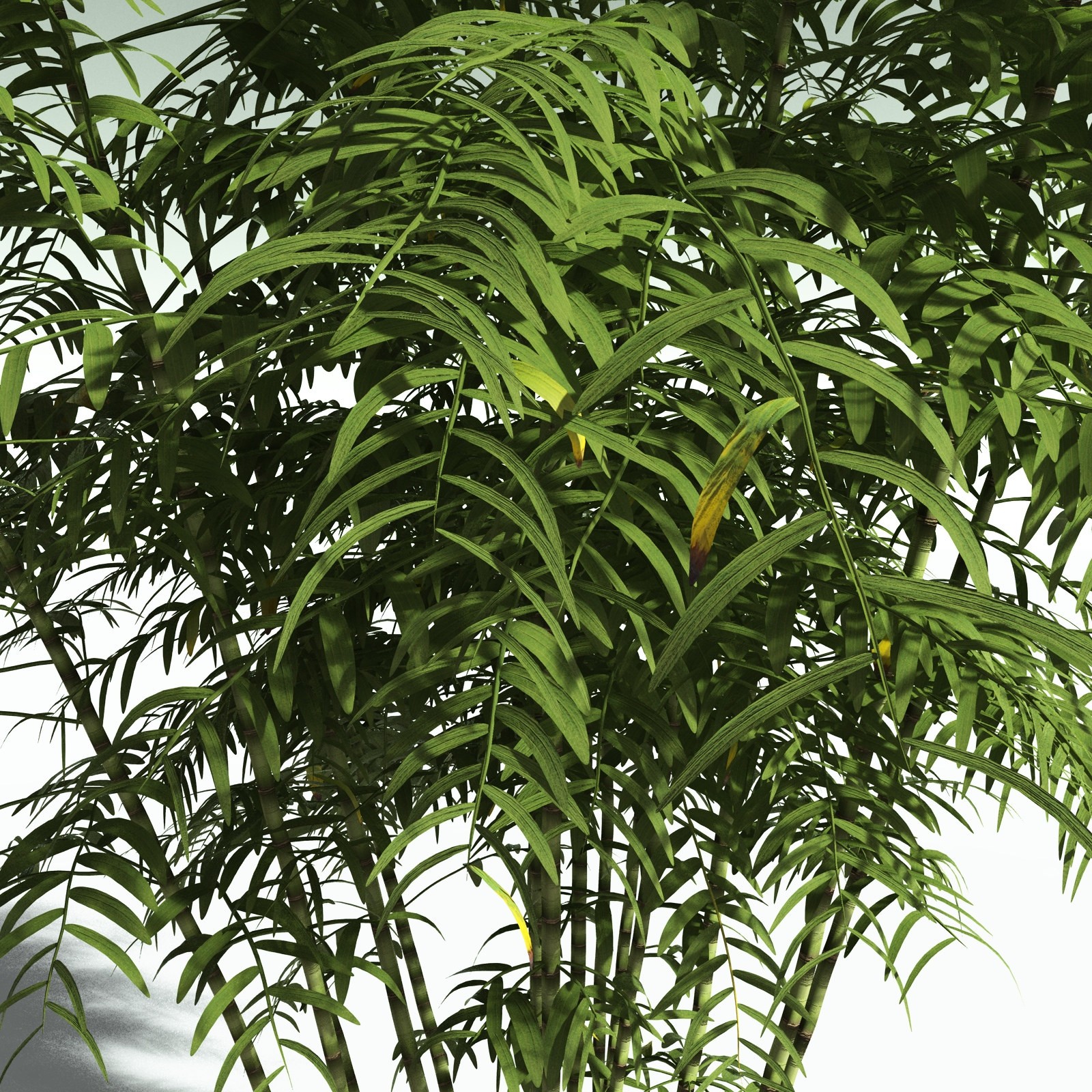 EVERYPlant Bengal Bamboo for Poser by N/A