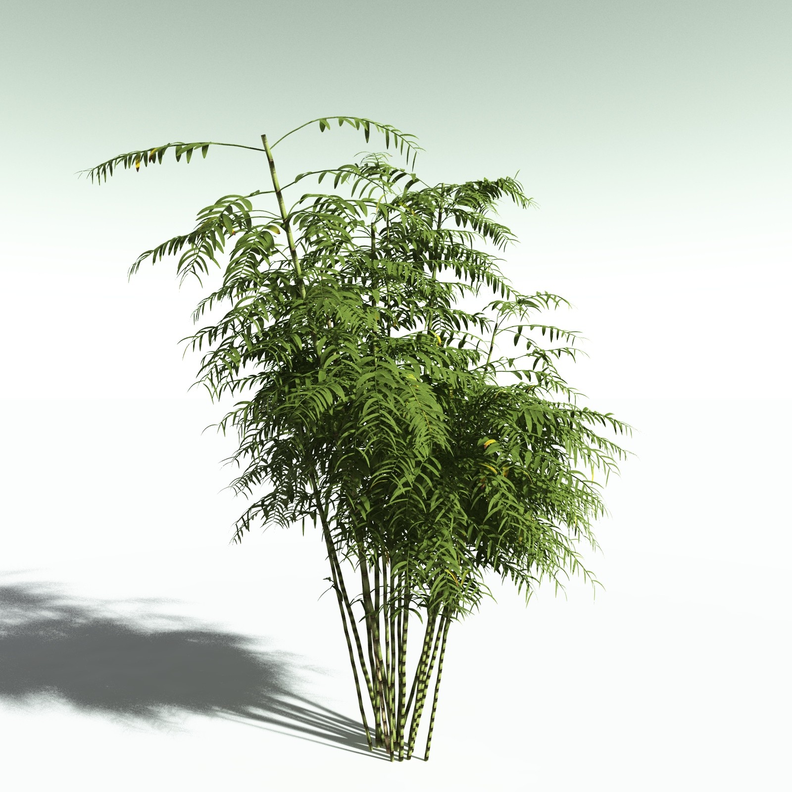 EVERYPlant Bengal Bamboo for Poser by N/A