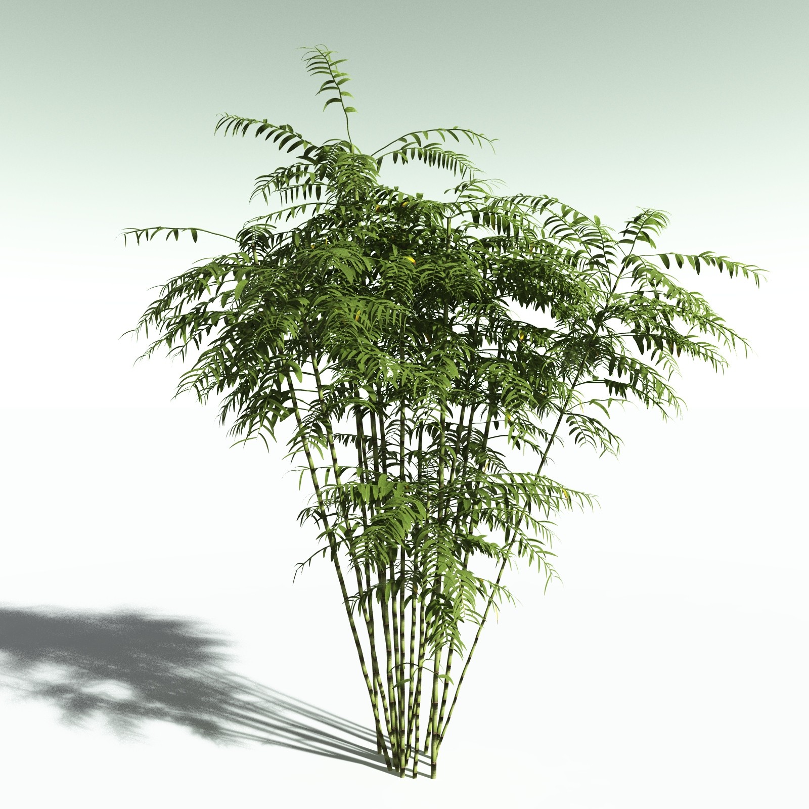 EVERYPlant Bengal Bamboo for Poser by N/A