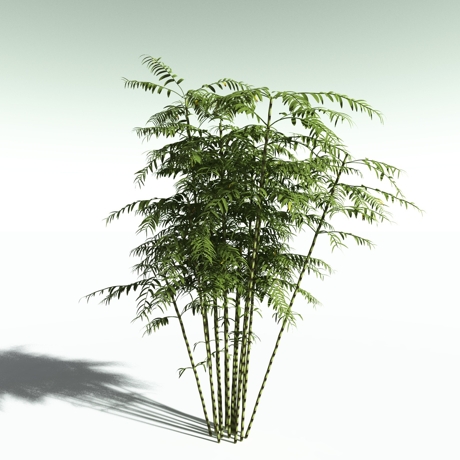 EVERYPlant Bengal Bamboo for Poser by N/A