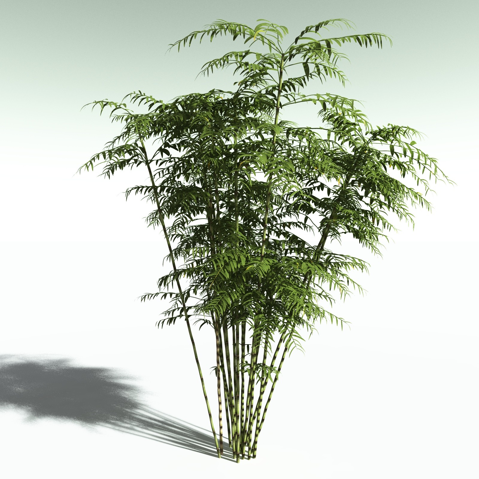 EVERYPlant Bengal Bamboo for Poser by N/A