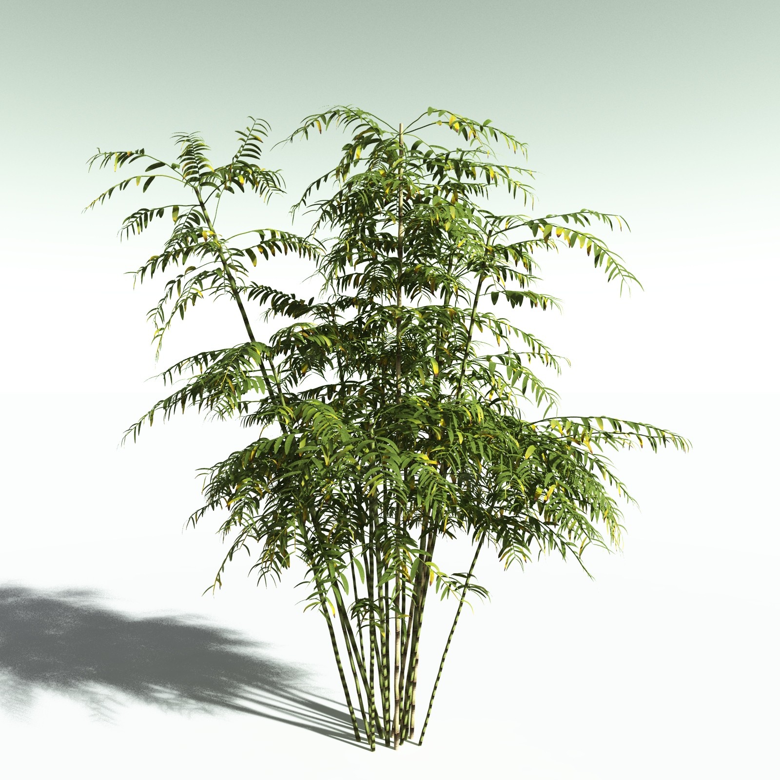EVERYPlant Bengal Bamboo for Poser by N/A