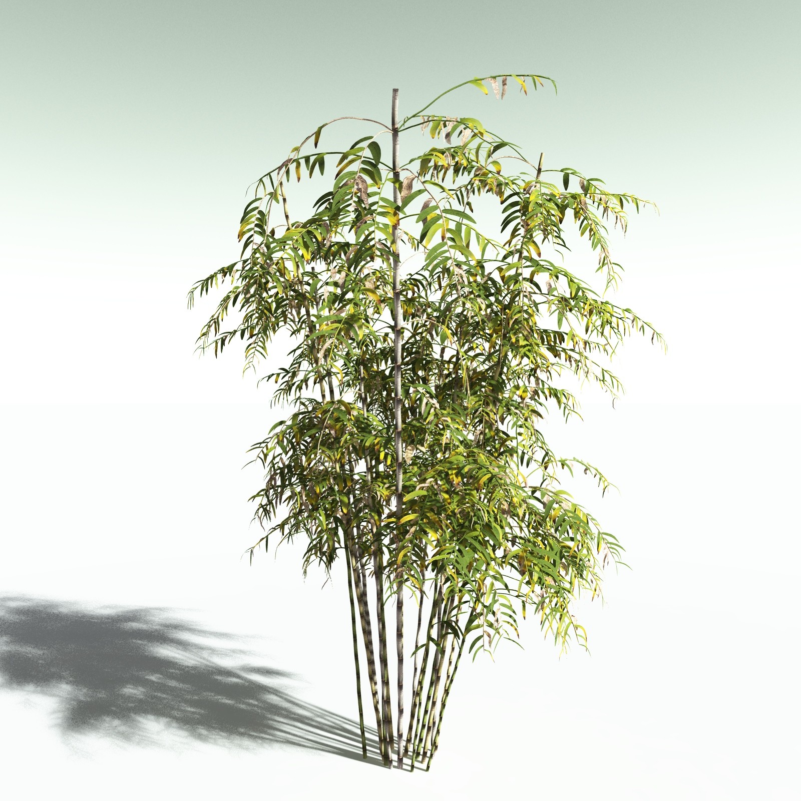 EVERYPlant Bengal Bamboo for Poser by N/A