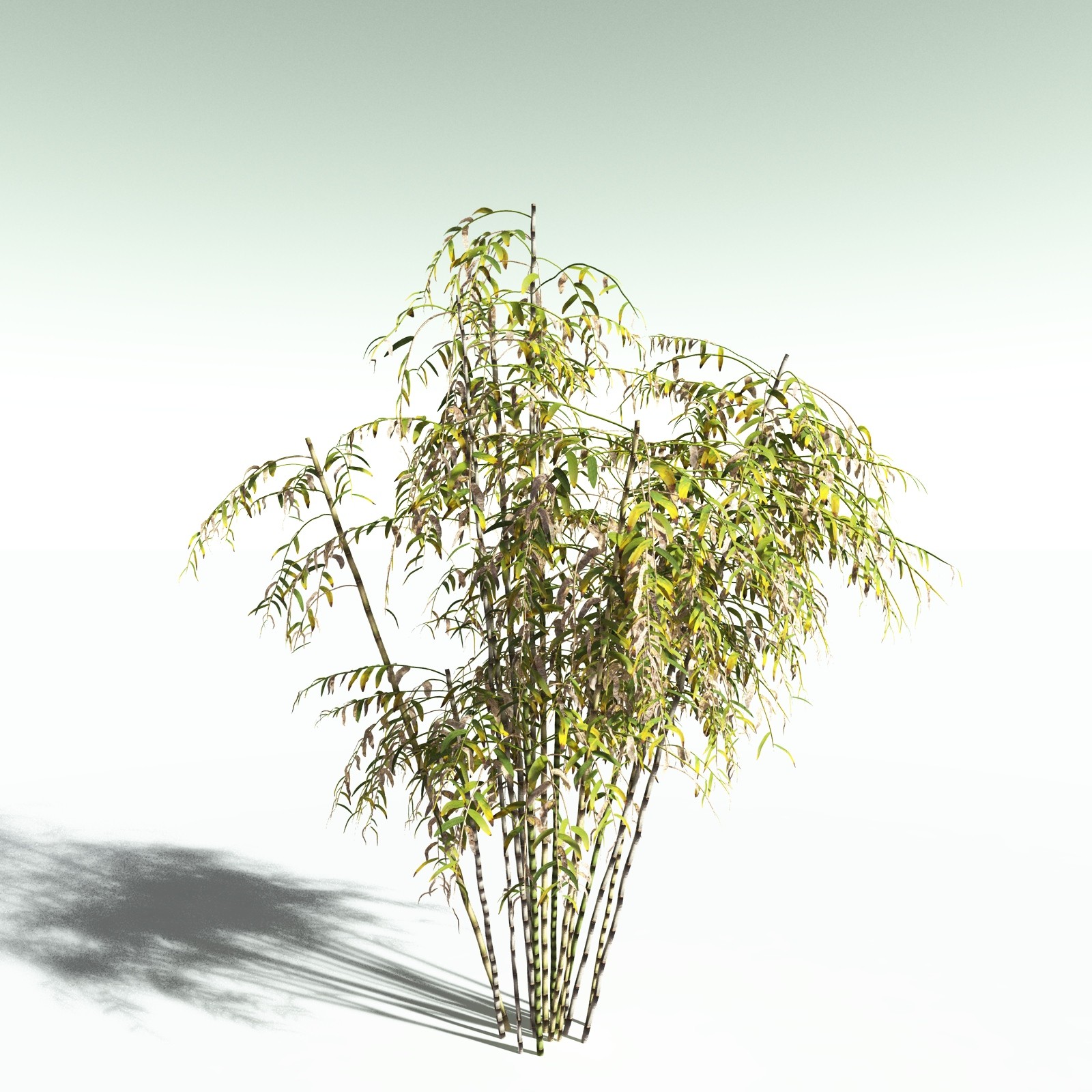 EVERYPlant Bengal Bamboo for Poser by N/A
