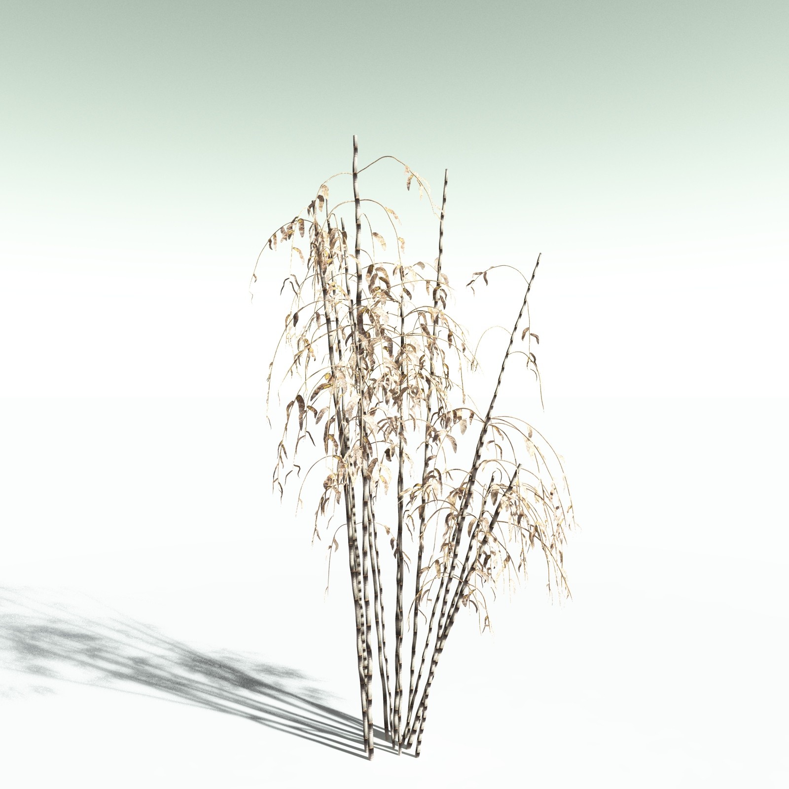 EVERYPlant Bengal Bamboo for Poser by N/A
