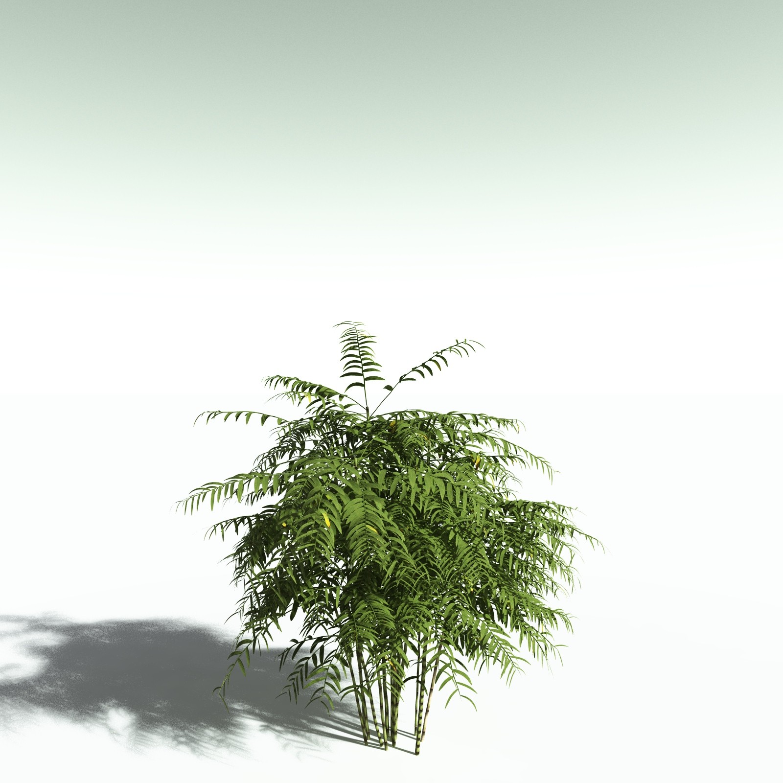 EVERYPlant Bengal Bamboo for Poser by N/A