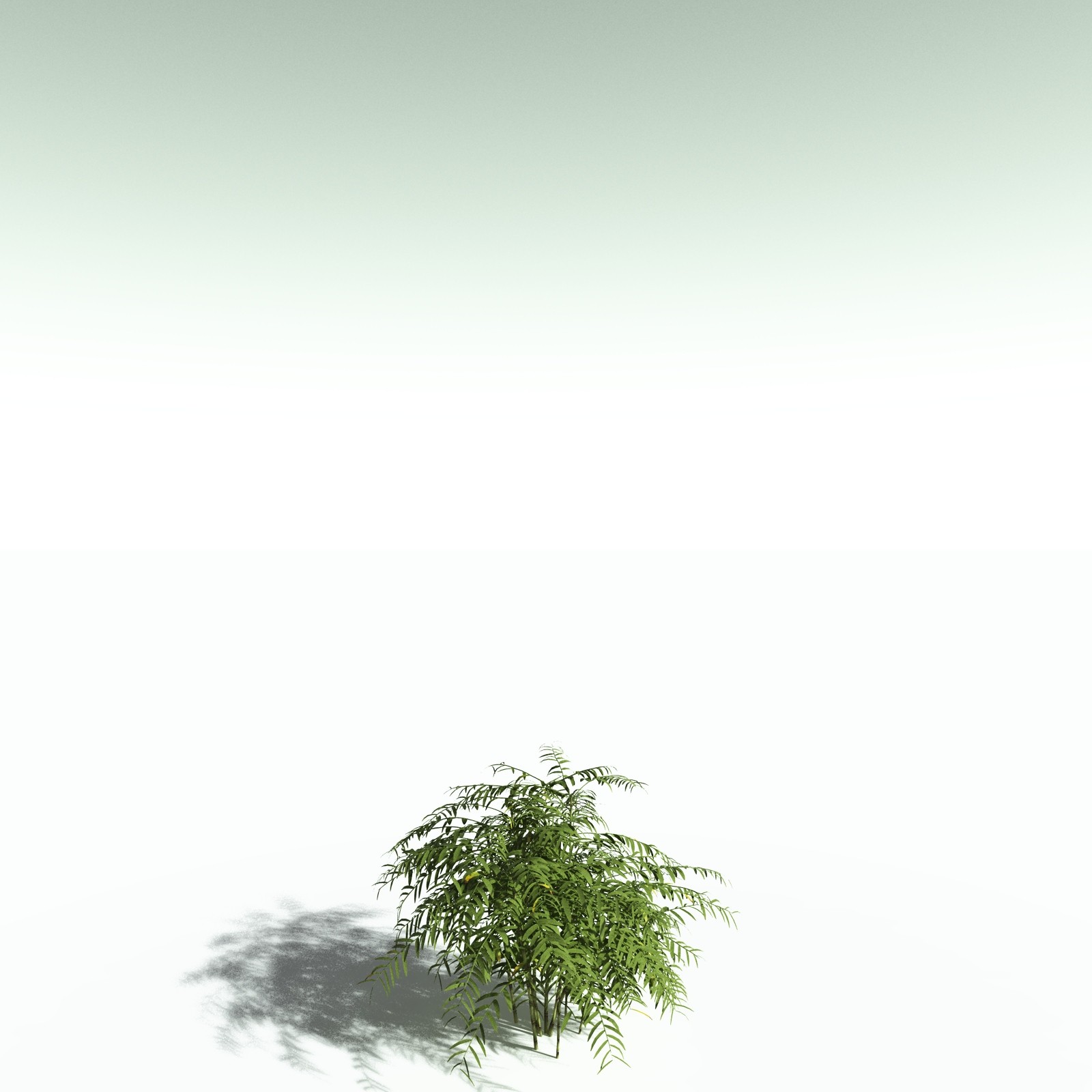 EVERYPlant Bengal Bamboo for Poser by N/A