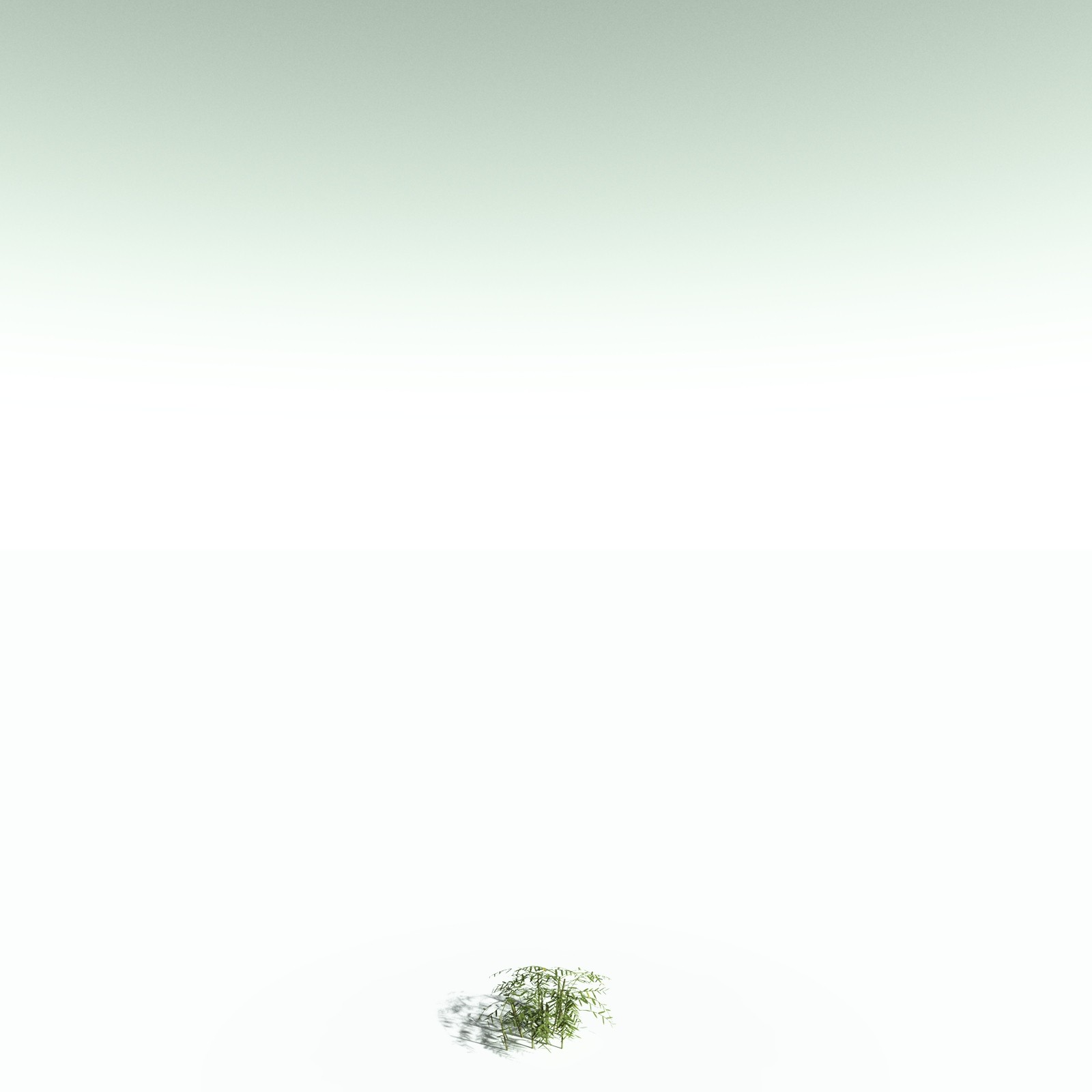 EVERYPlant Bengal Bamboo for Poser by N/A