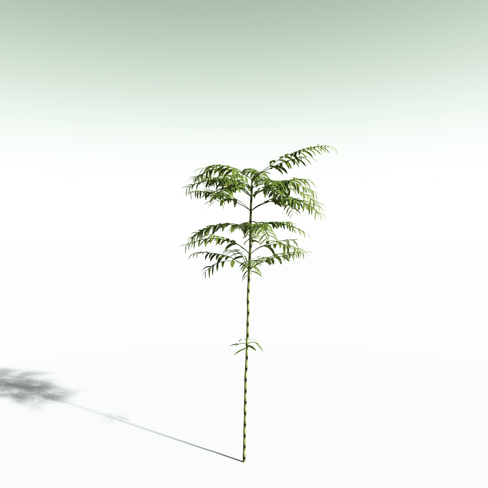 EVERYPlant Bengal Bamboo for Poser by N/A