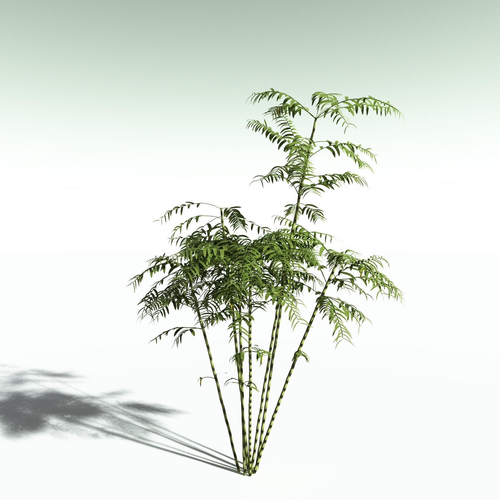 EVERYPlant Bengal Bamboo for Poser by N/A