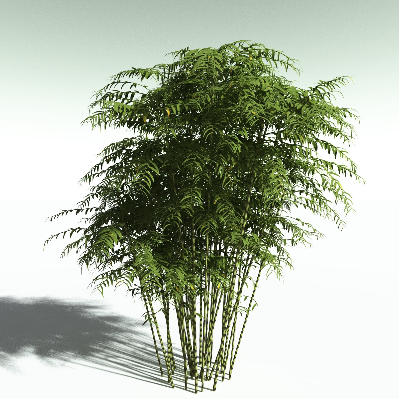 EVERYPlant Bengal Bamboo for Poser by N/A
