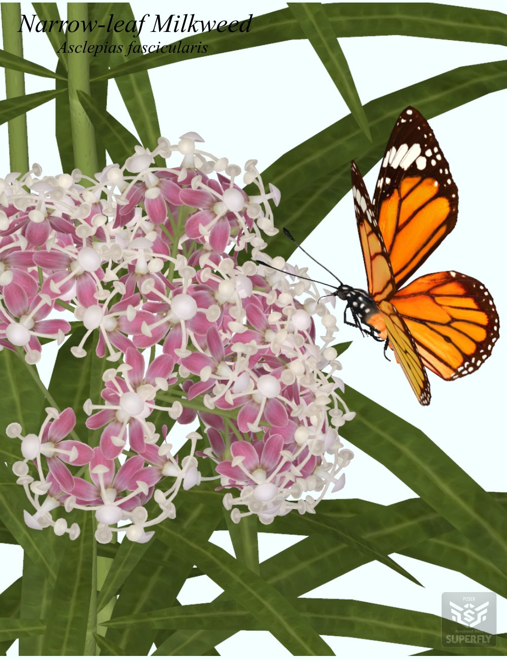 Nature's Wonders Butterfly Garden2 by N/A