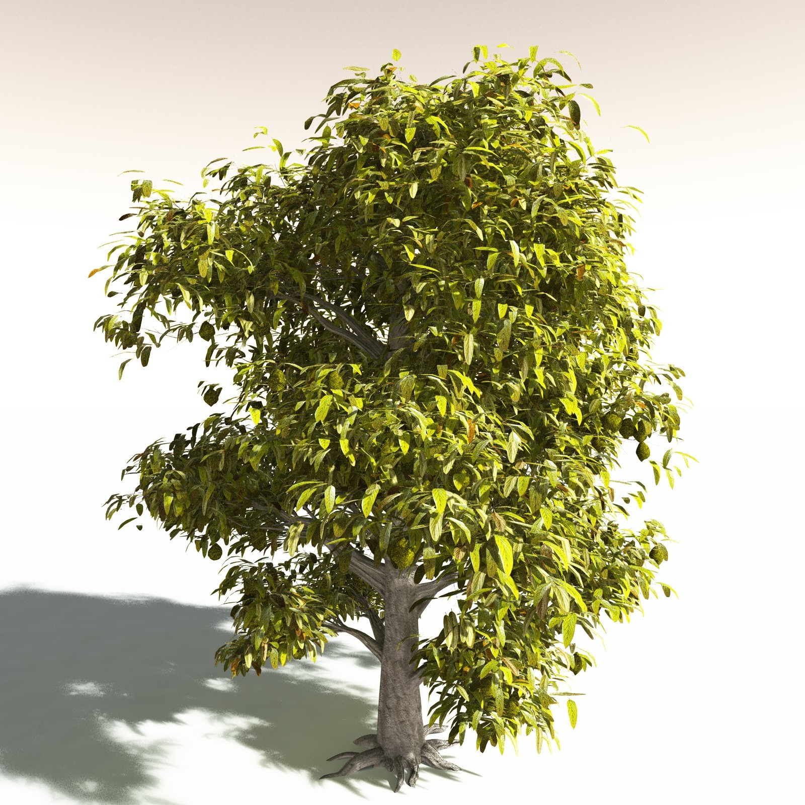 EVERYPlant Durian for Daz by N/A