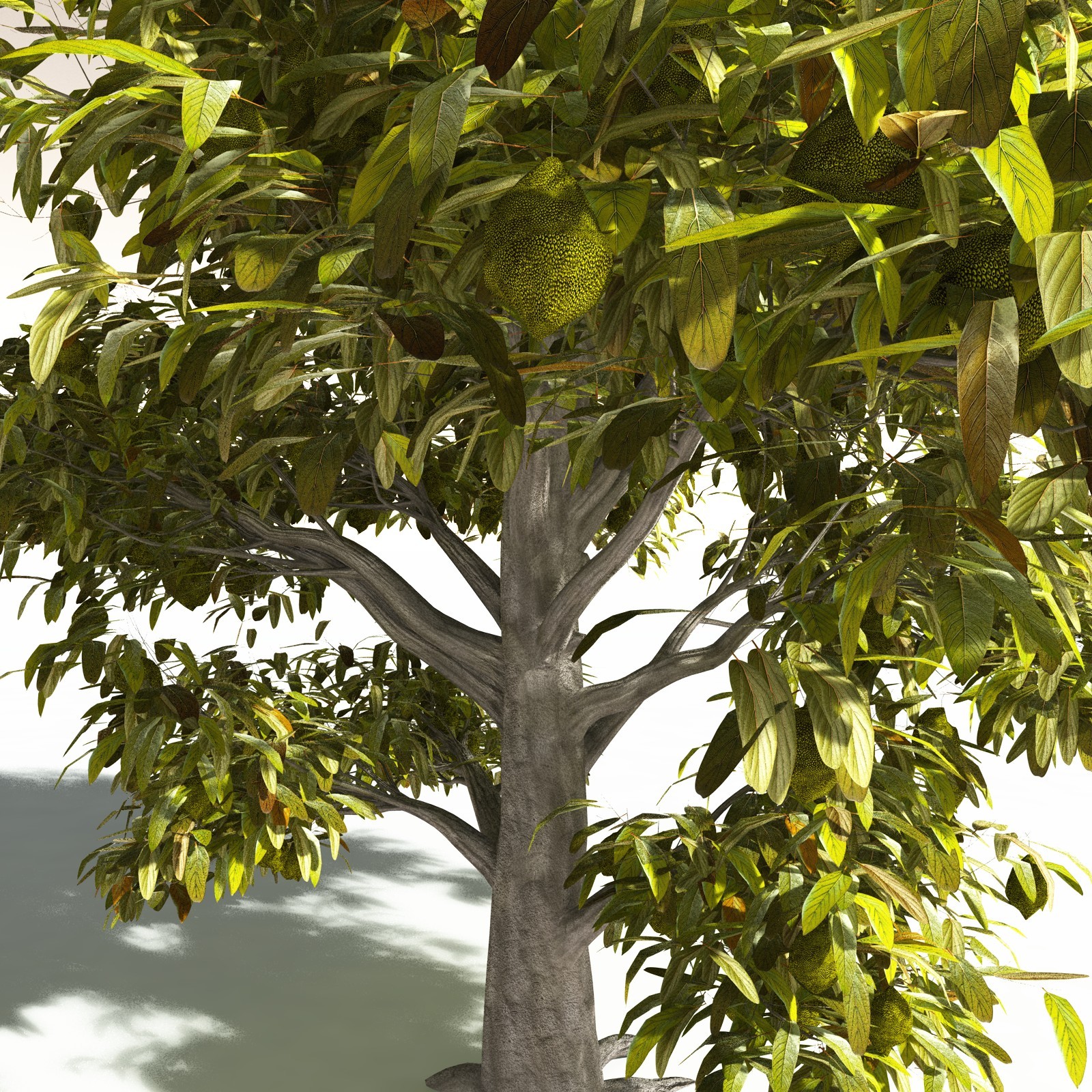EVERYPlant Durian for Daz by N/A