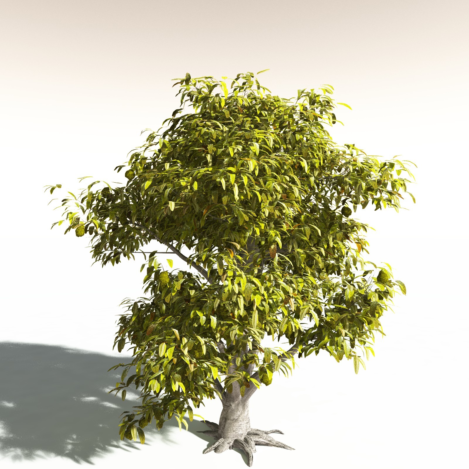 EVERYPlant Durian for Daz by N/A